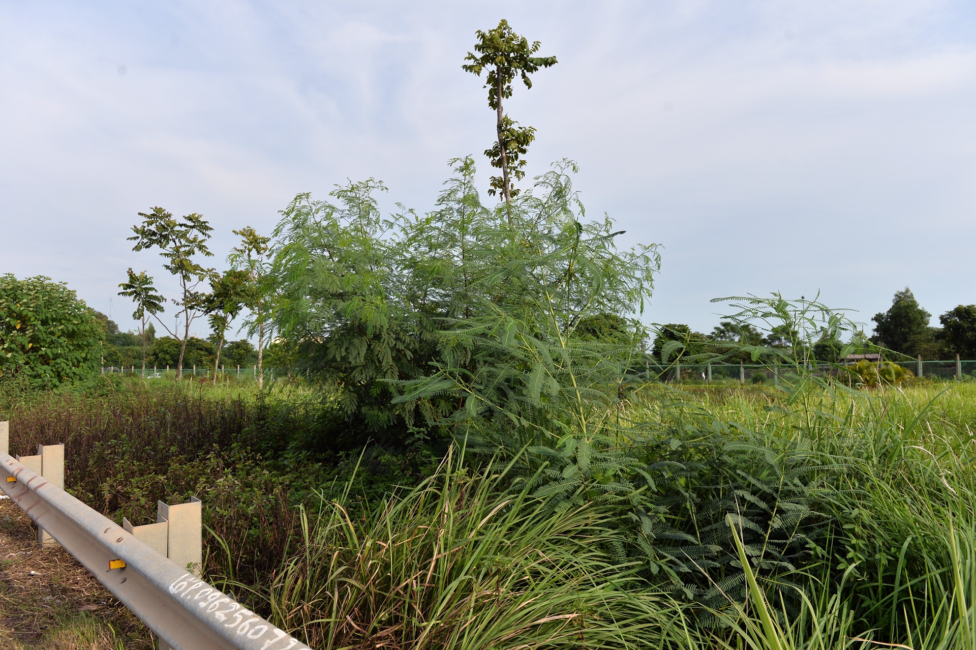 Cat co tien nghin ty o dai lo Thang Long anh 6