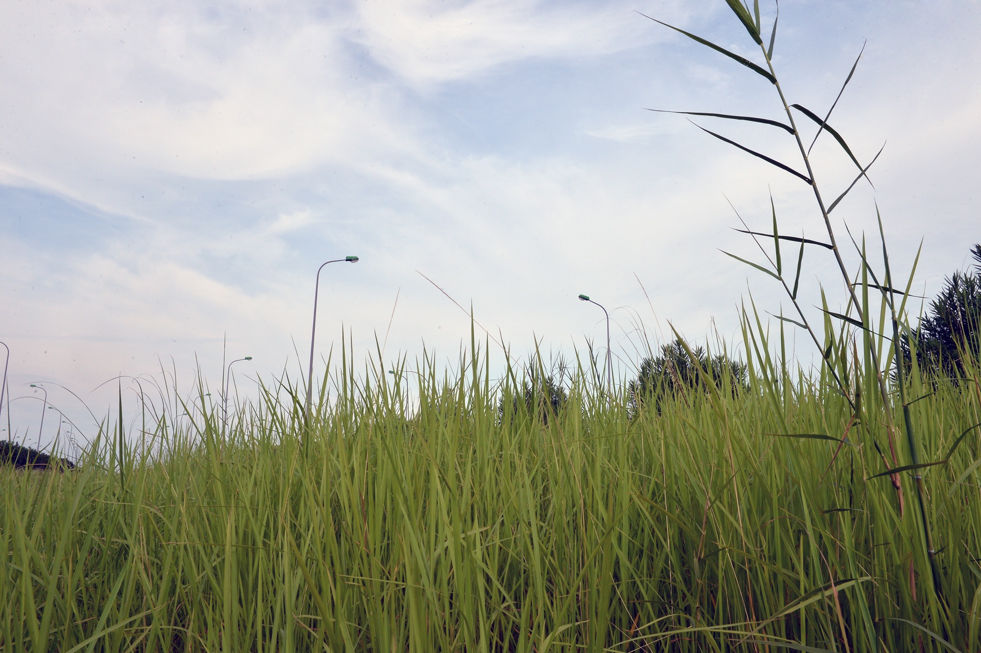 Cat co tien nghin ty o dai lo Thang Long anh 7