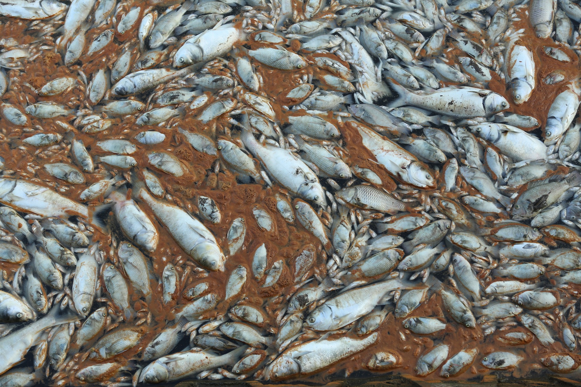 ca chet tren ho Tay Ha Noi anh 16