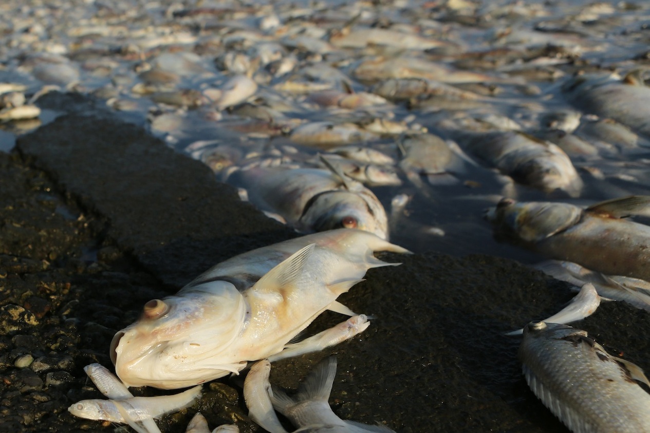 Ca chet ho Tay vot khong xue, xe thit ngay tai cho hinh anh