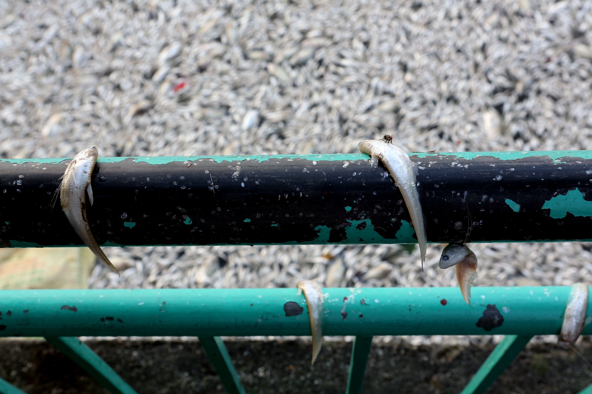 ca chet tren ho Tay Ha Noi anh 12