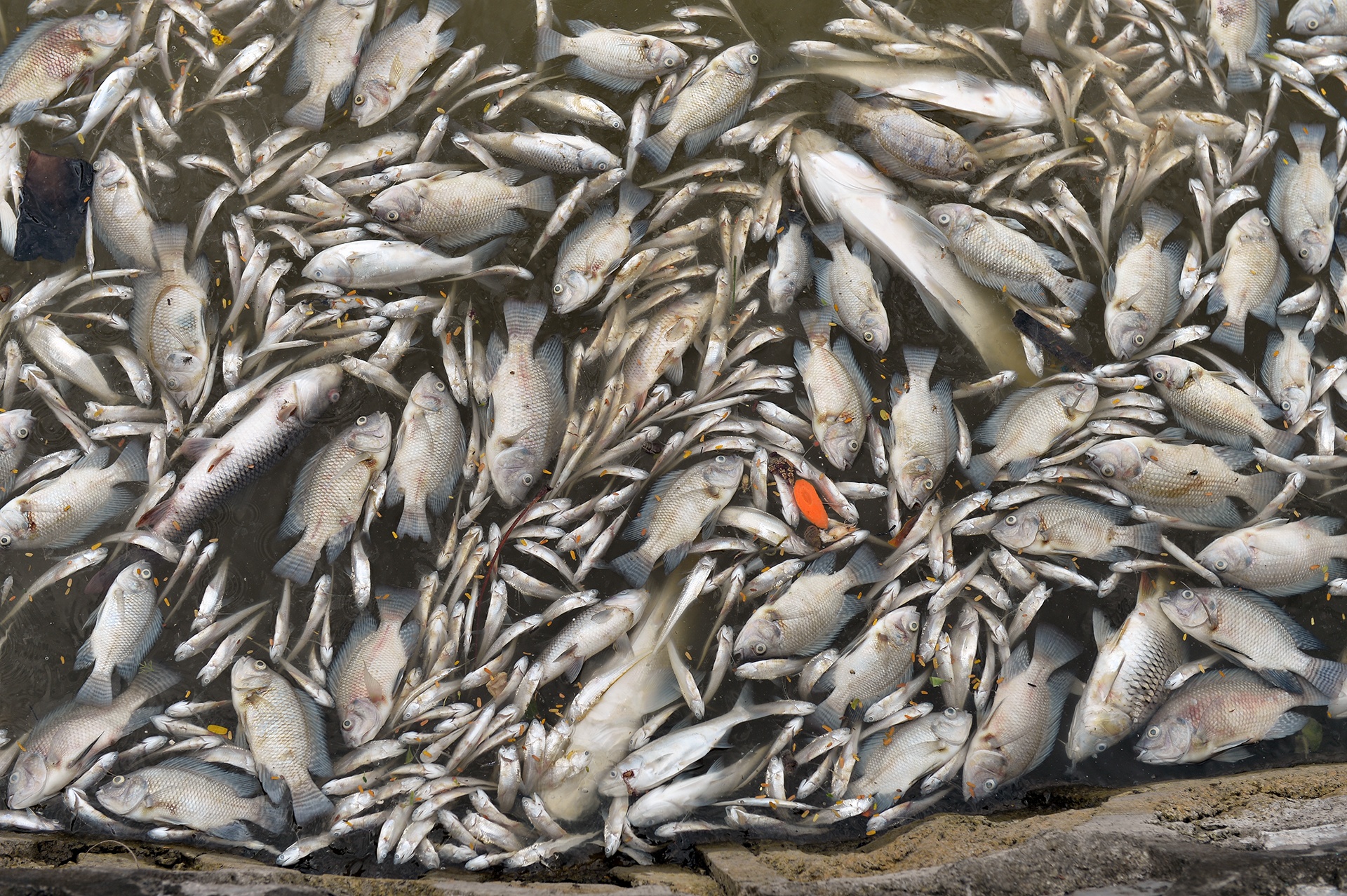 ca chet noi trang ho Tay anh 2