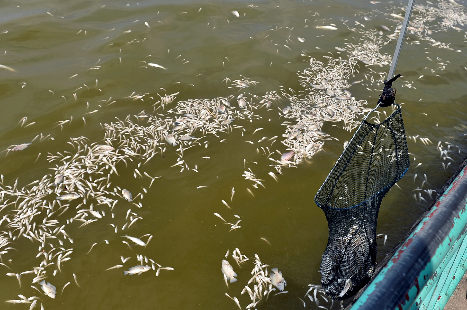 ca chet noi trang ho Tay anh 9