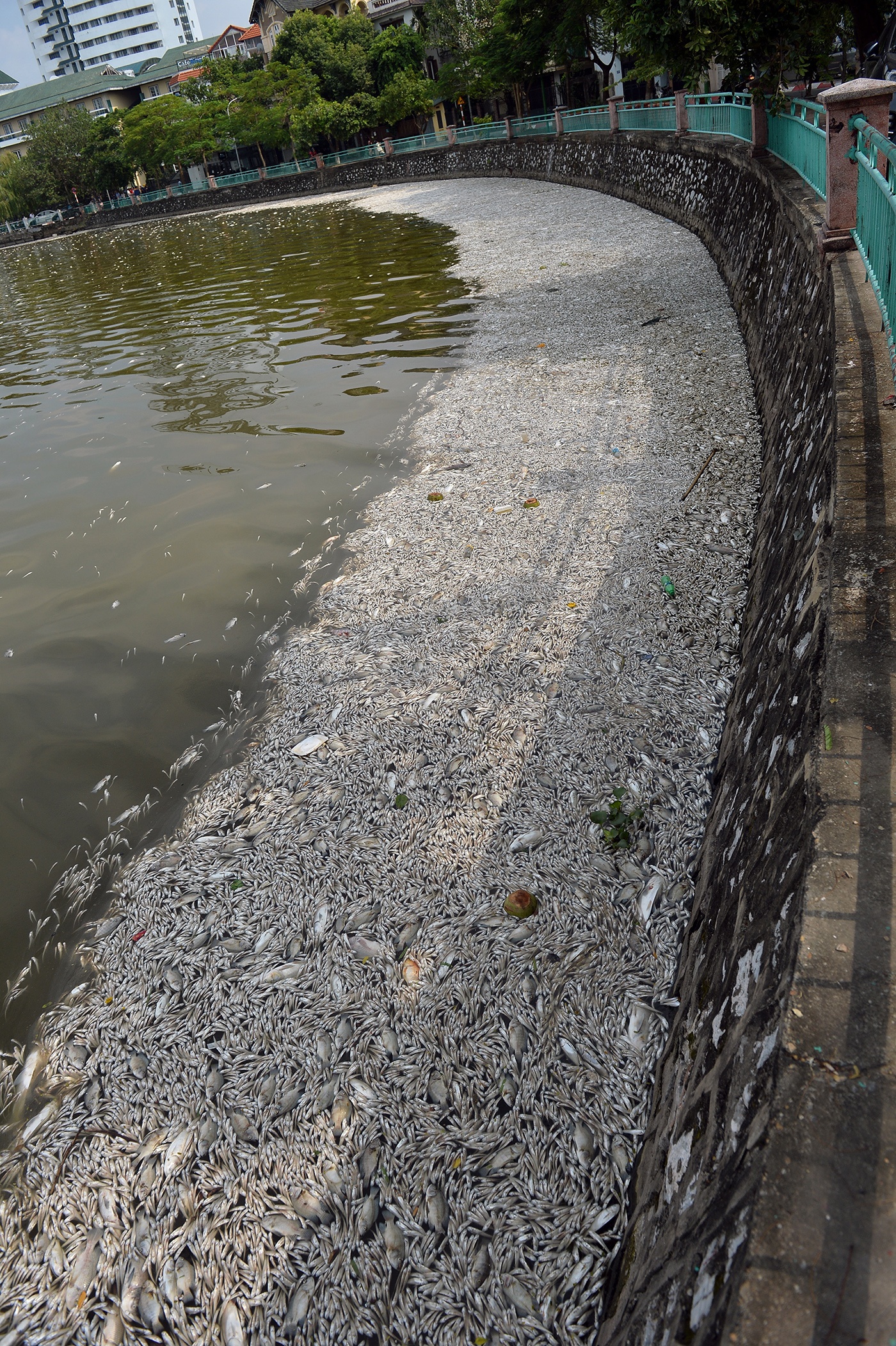 ca chet noi trang ho Tay anh 1