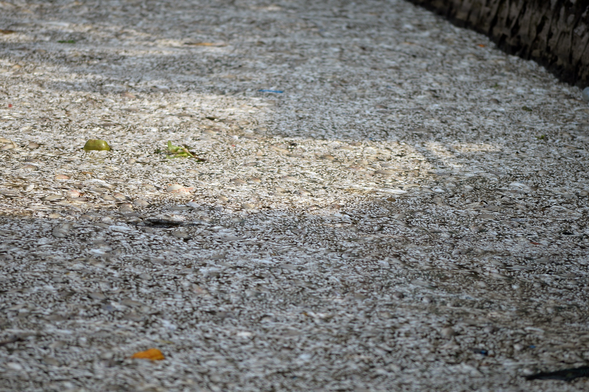 ca chet noi trang ho Tay anh 3