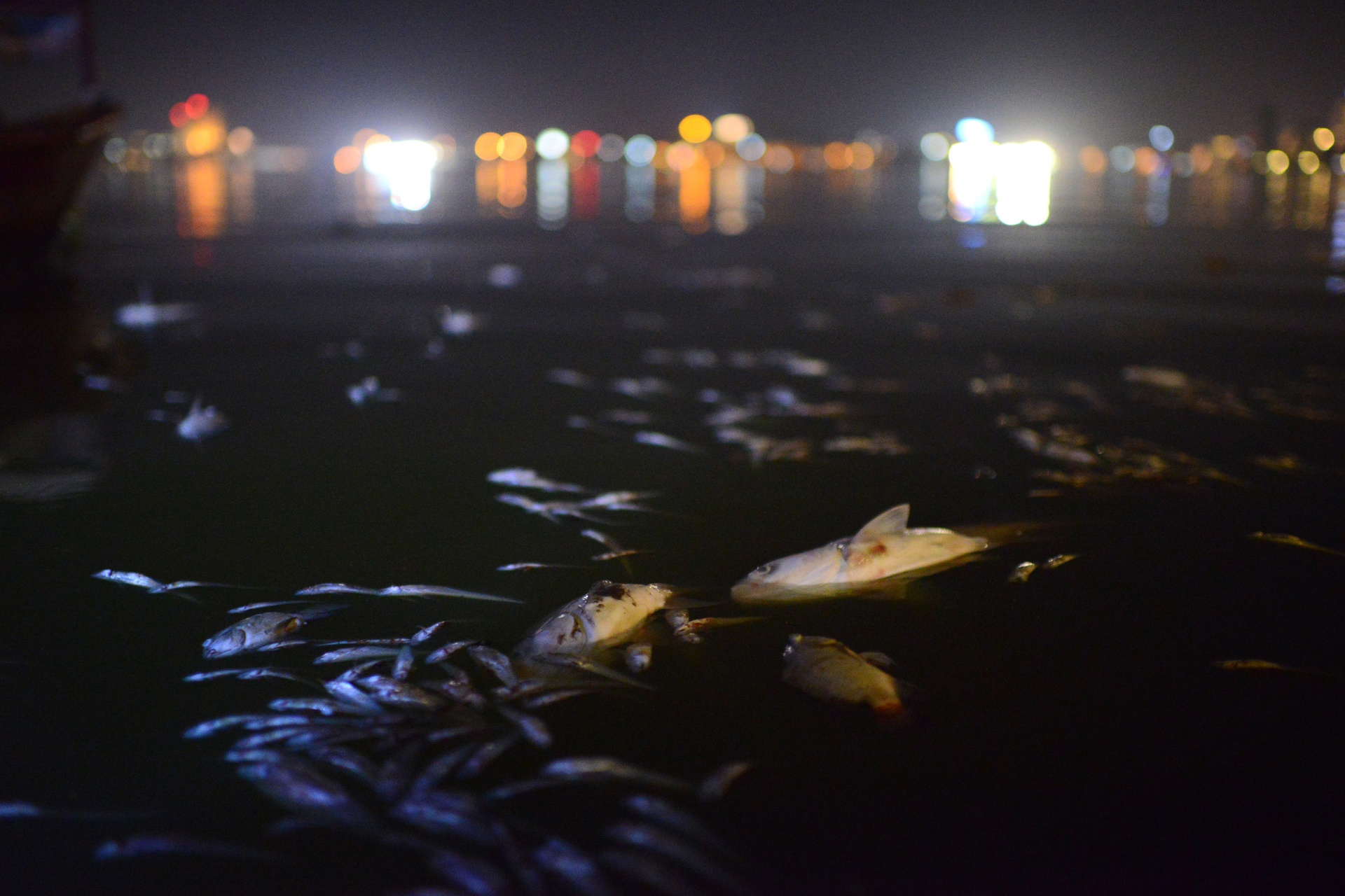 ca chet tren ho Tay anh 6