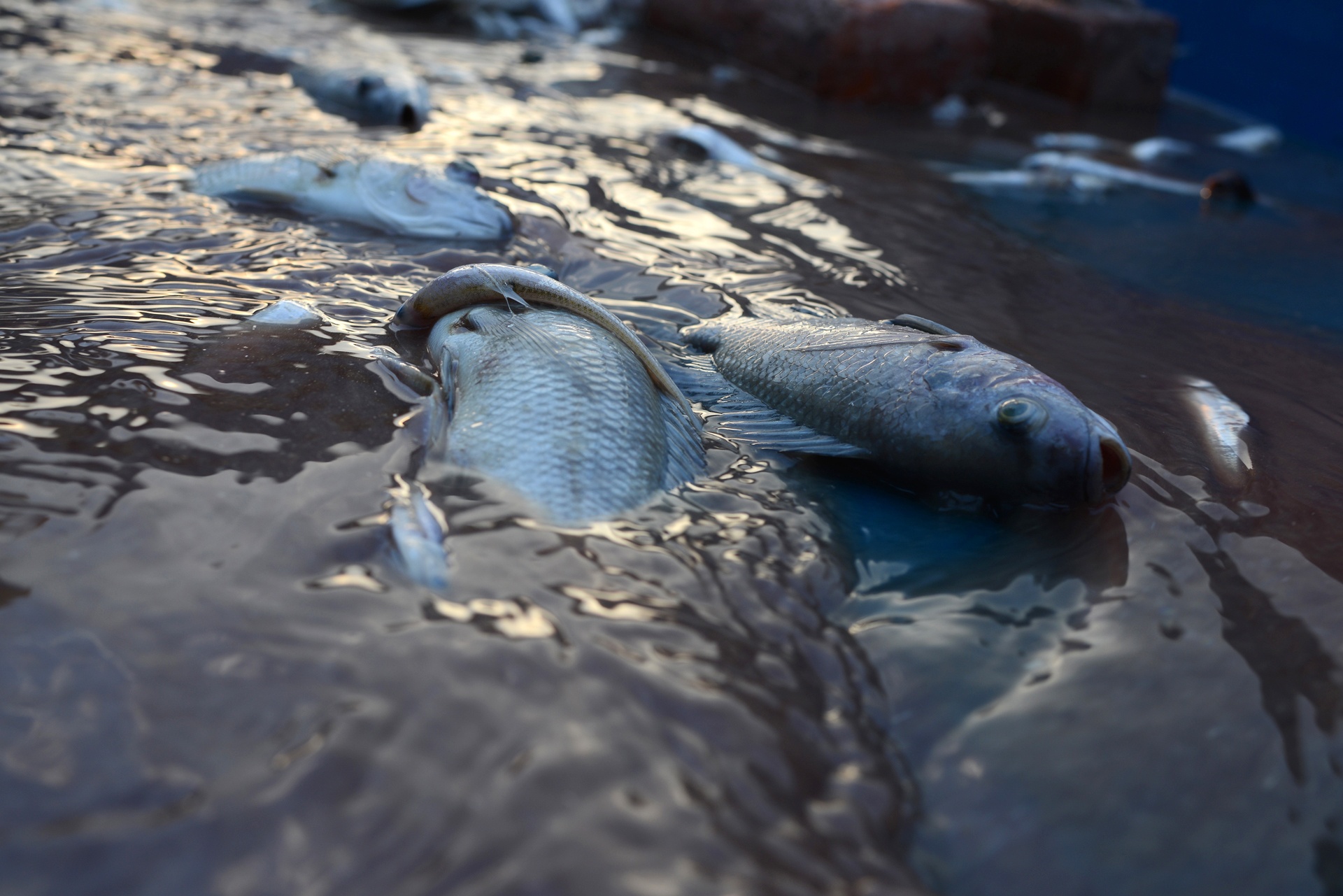 ca chet noi trang ho Tay anh 12