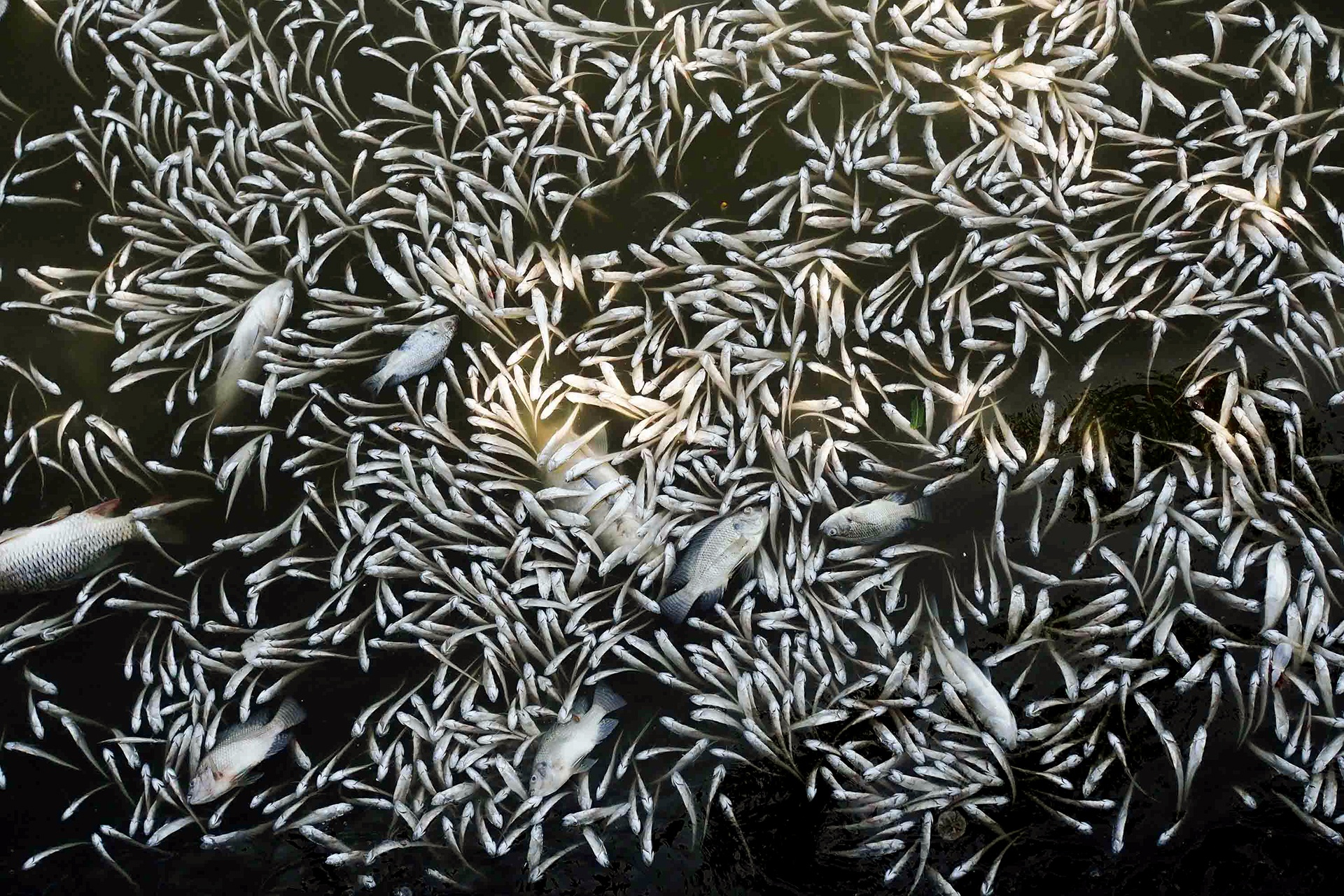 ca chet noi trang ho Tay anh 6