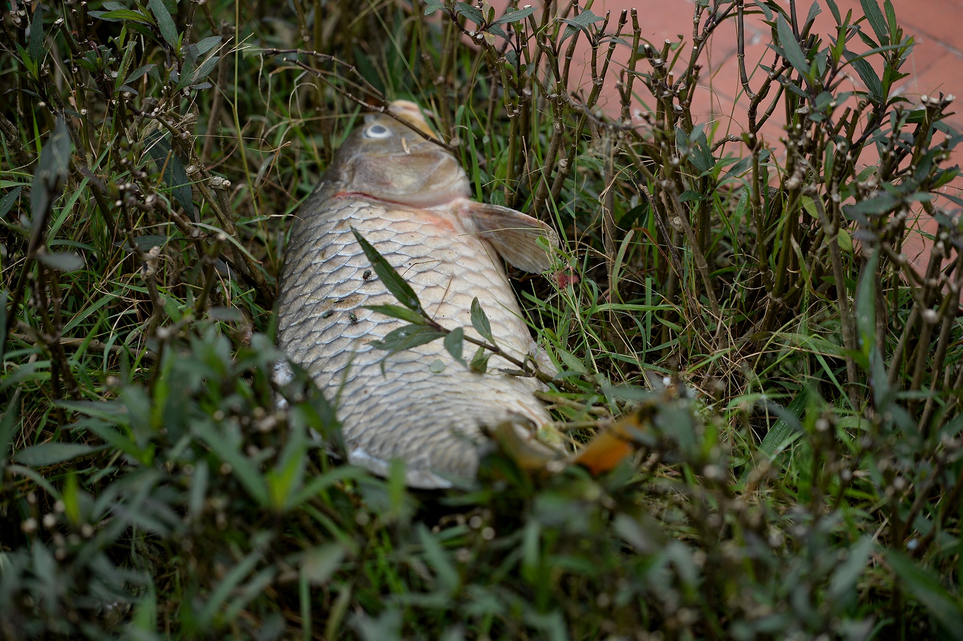 ca chet tren ho Tay Ha Noi anh 11