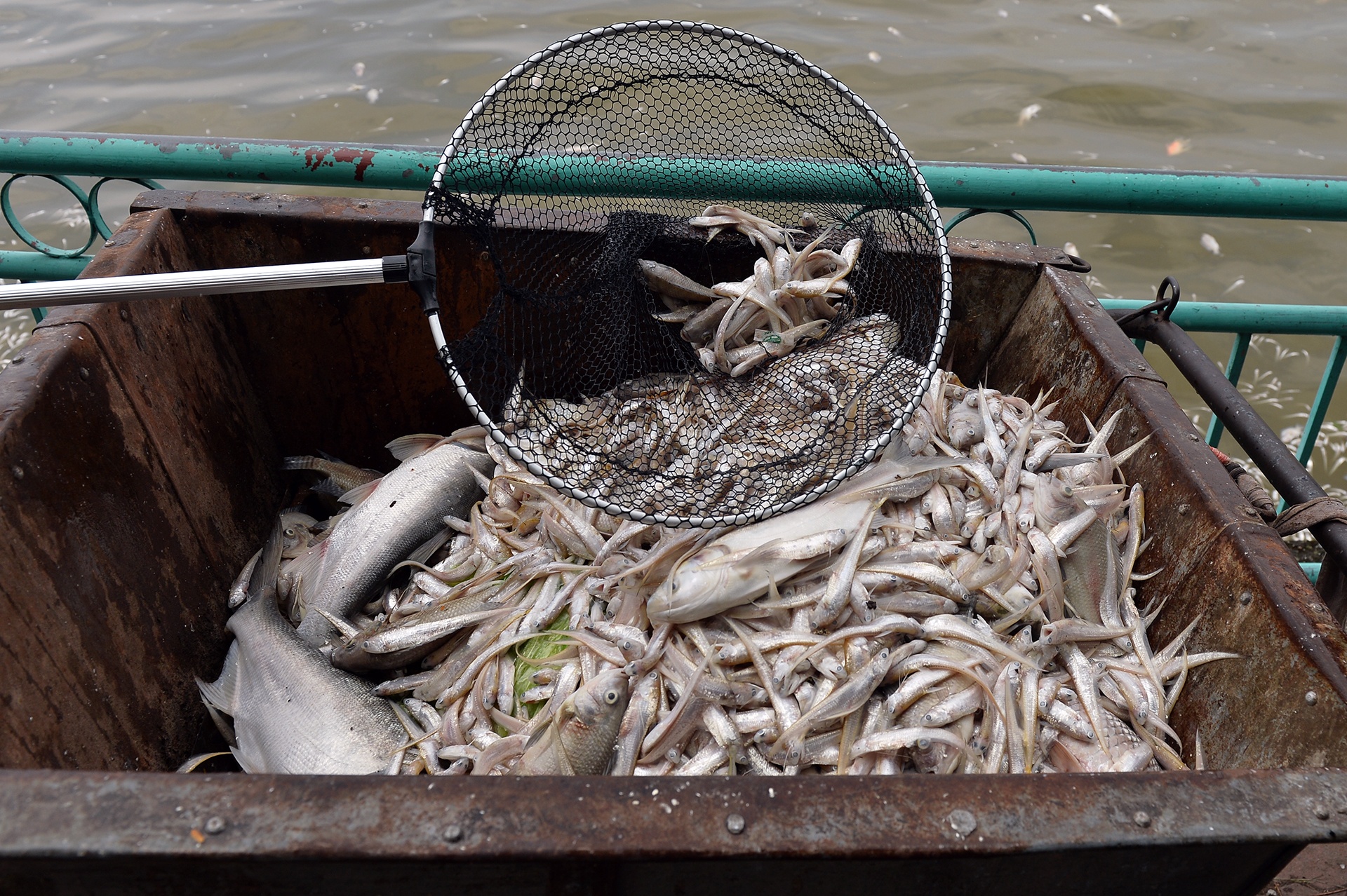 ca chet tren ho Tay Ha Noi anh 13