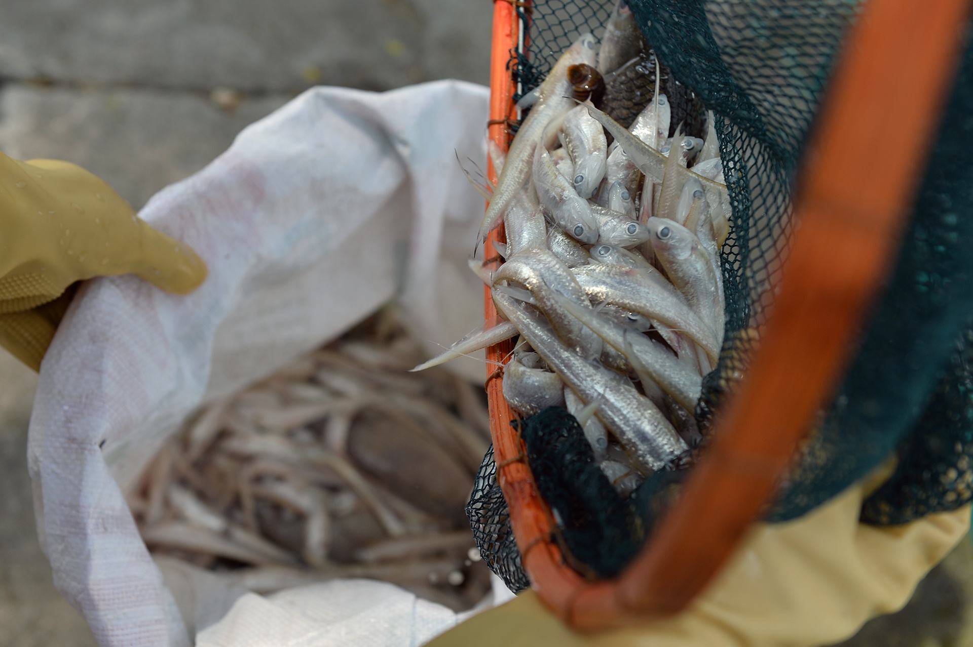 ca chet tren ho Tay Ha Noi anh 14