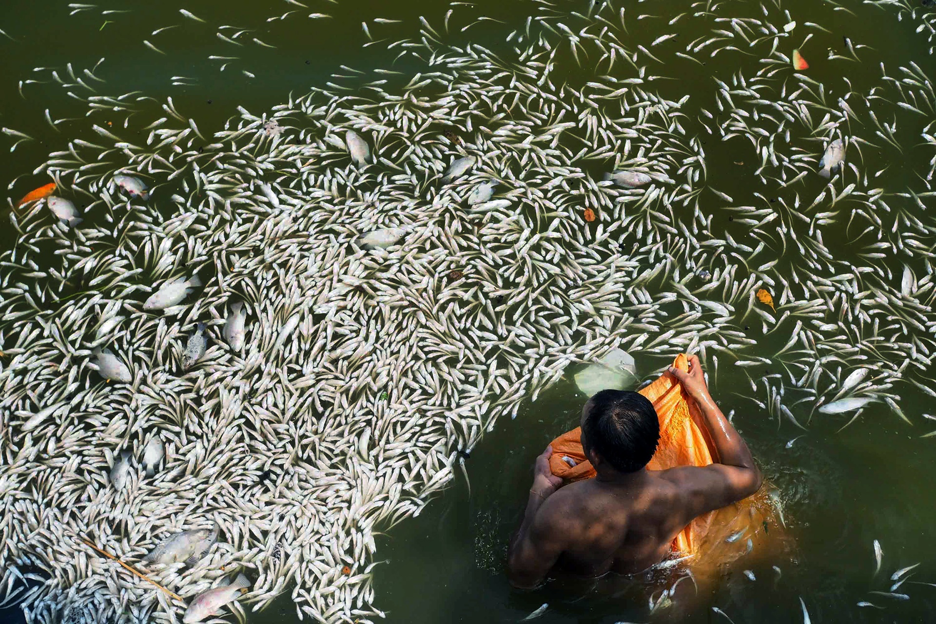 ca chet noi trang ho Tay anh 7