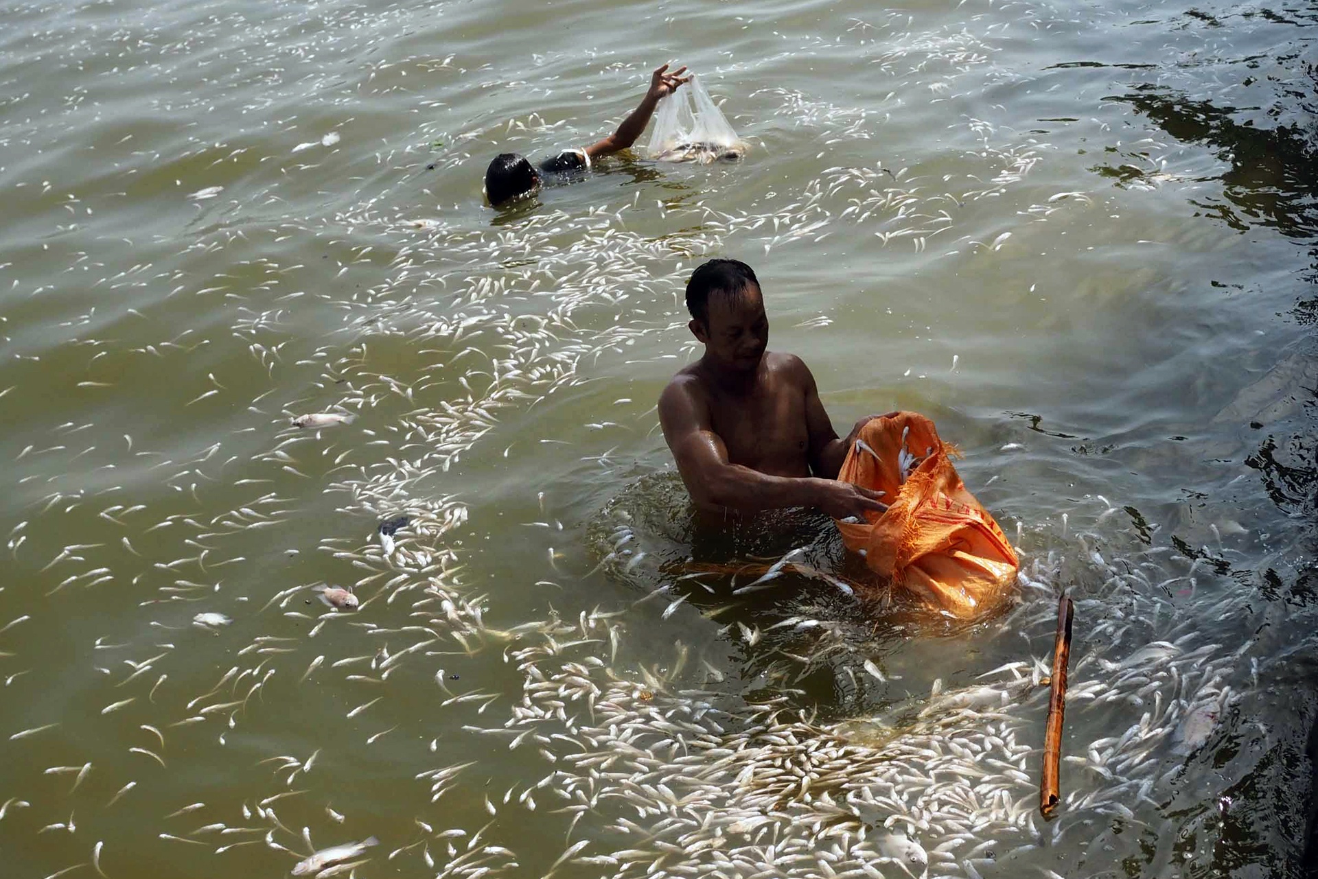 ca chet noi trang ho Tay anh 10