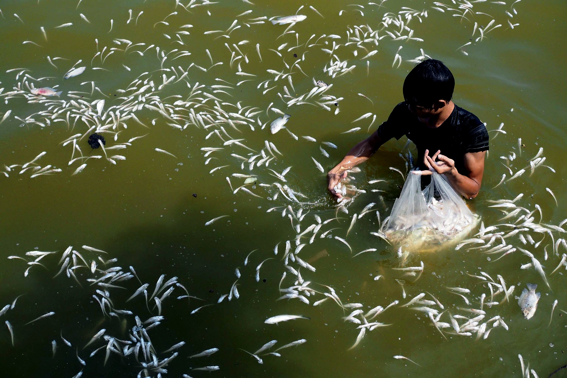 ca chet noi trang ho Tay anh 11