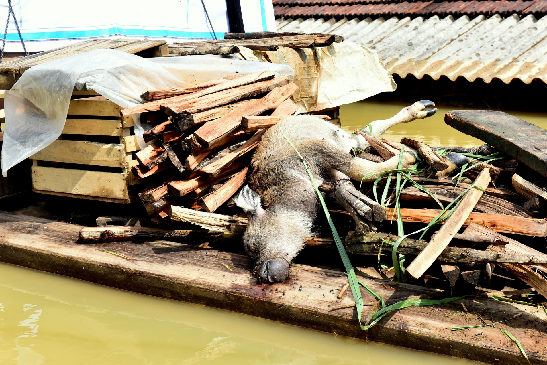 lu lut hoanh hanh mien Trung anh 17