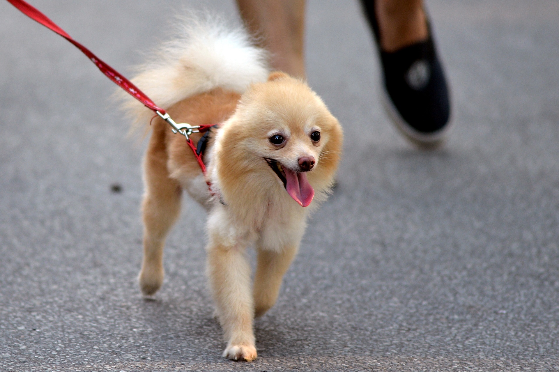 Dat cho bua bai tren pho di bo ho Guom hinh anh