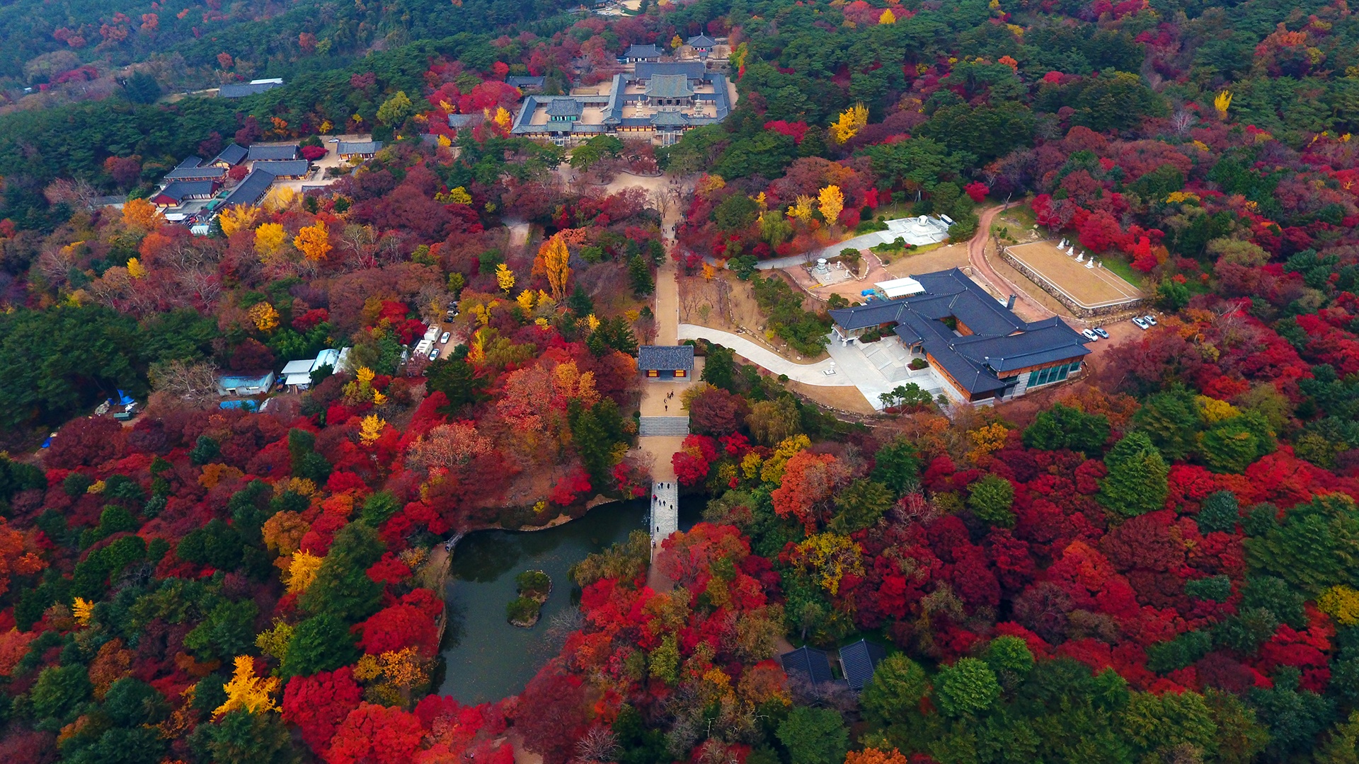 mua la do Han Quoc anh 1