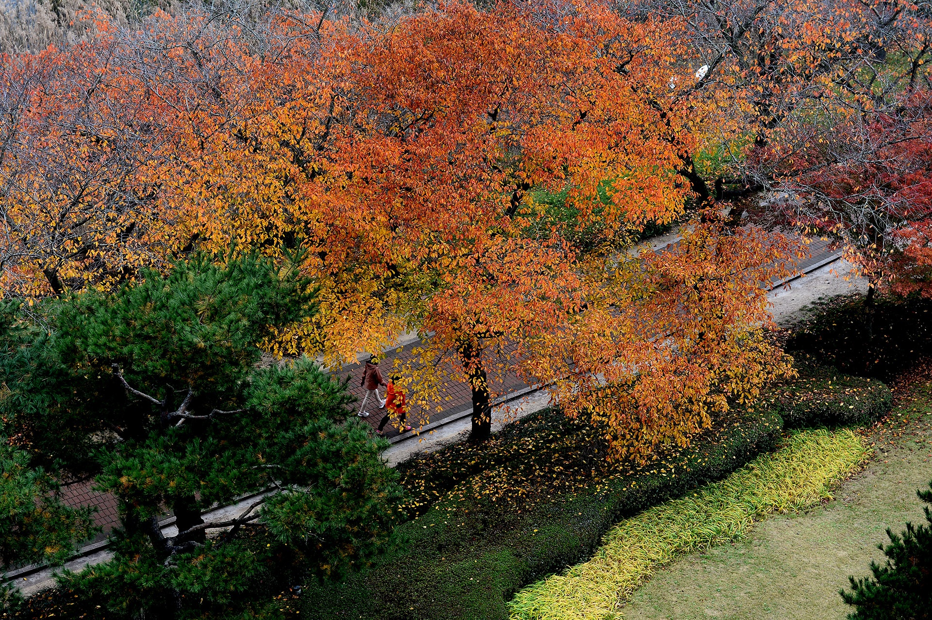 mua la do Han Quoc anh 13