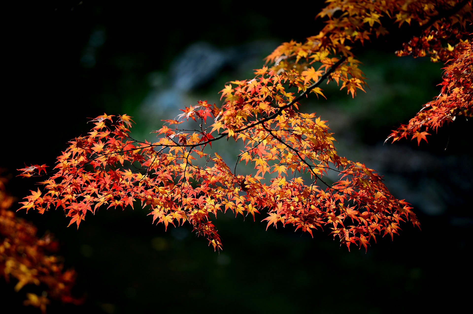 mua la do Han Quoc anh 14