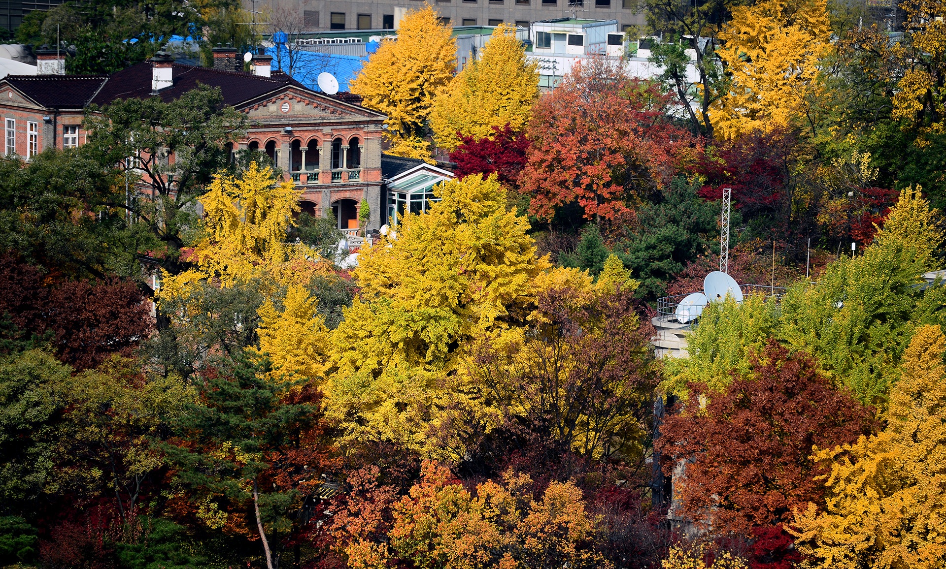 mua la do Han Quoc anh 16