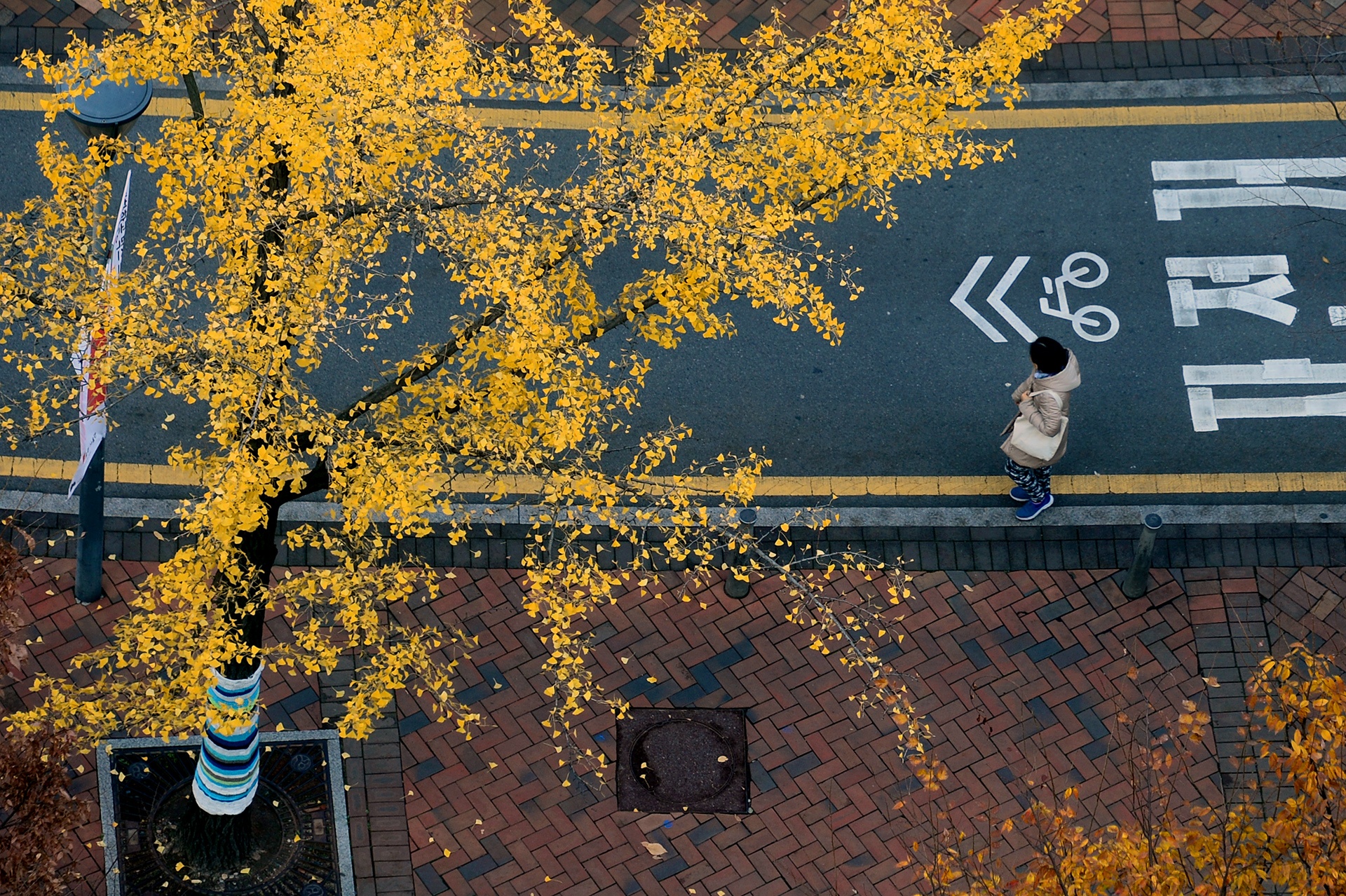 mua la do Han Quoc anh 18