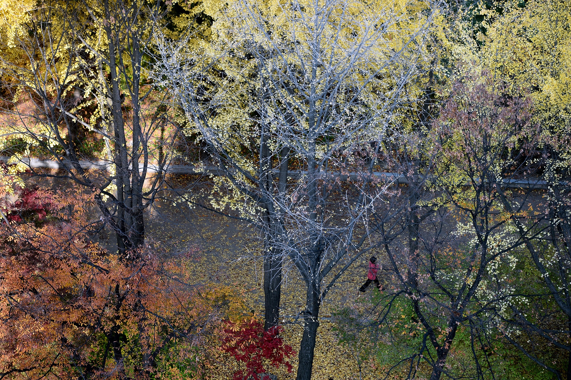 mua la do Han Quoc anh 19