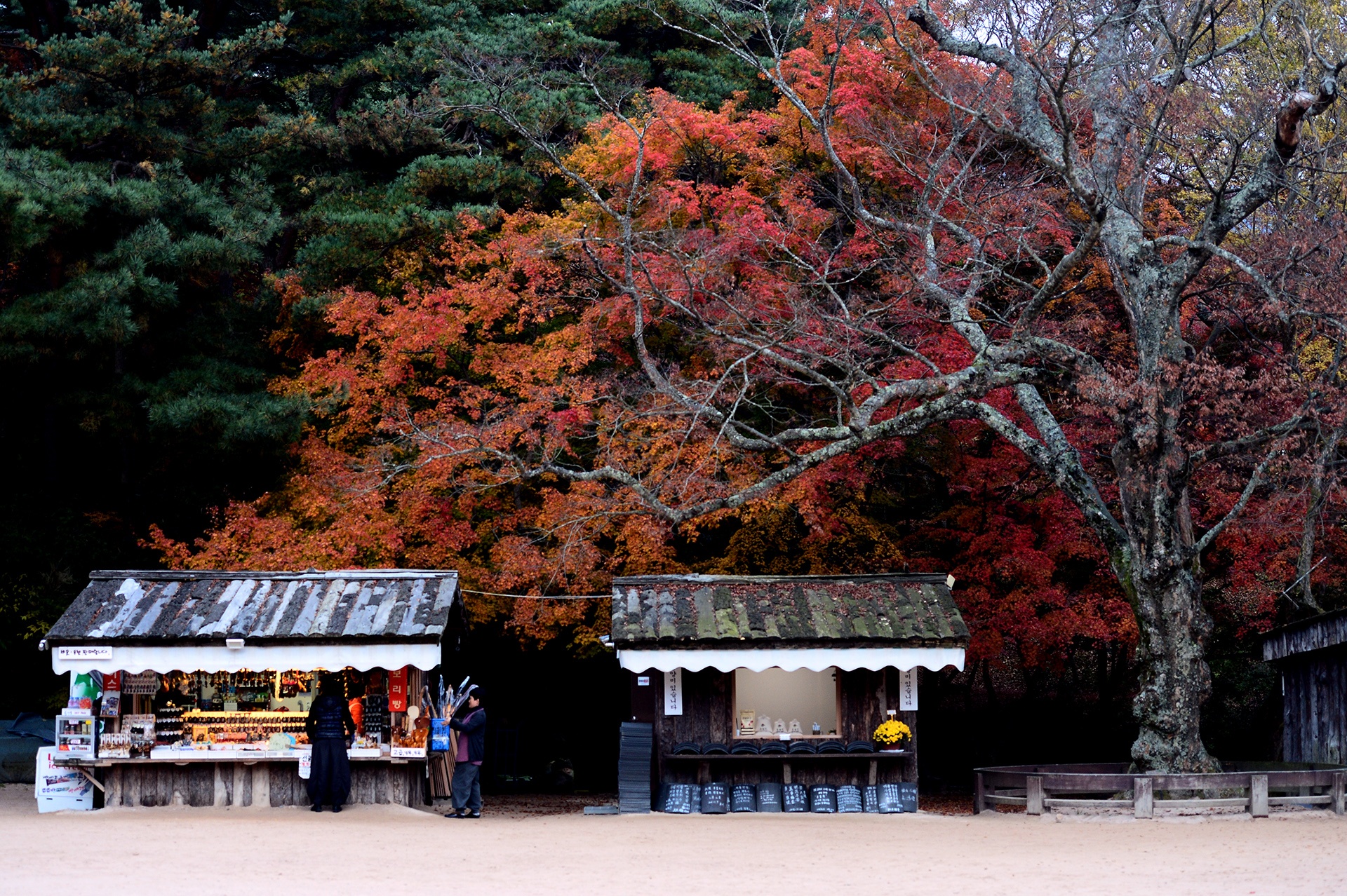 mua la do Han Quoc anh 5