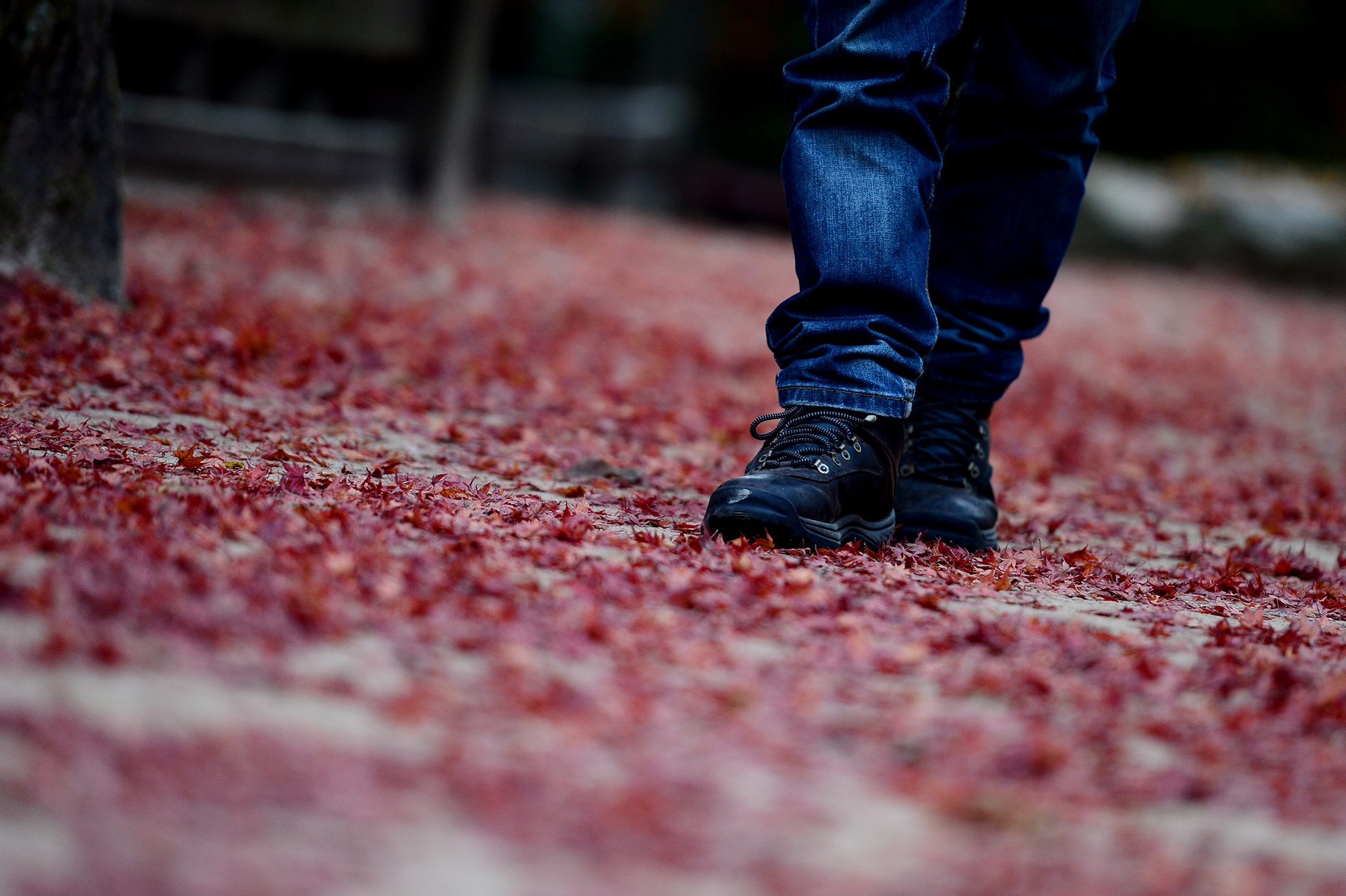 mua la do Han Quoc anh 6