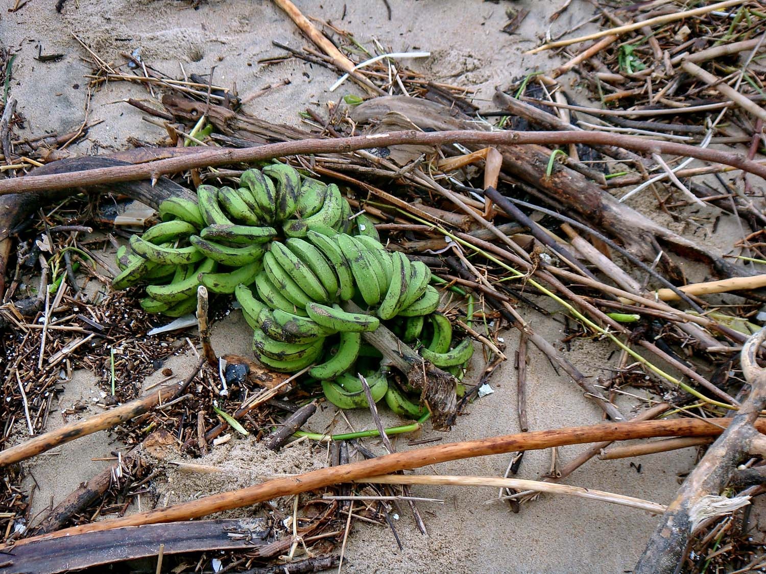 bai bien Nha Trang ngap ngua rac thai anh 9