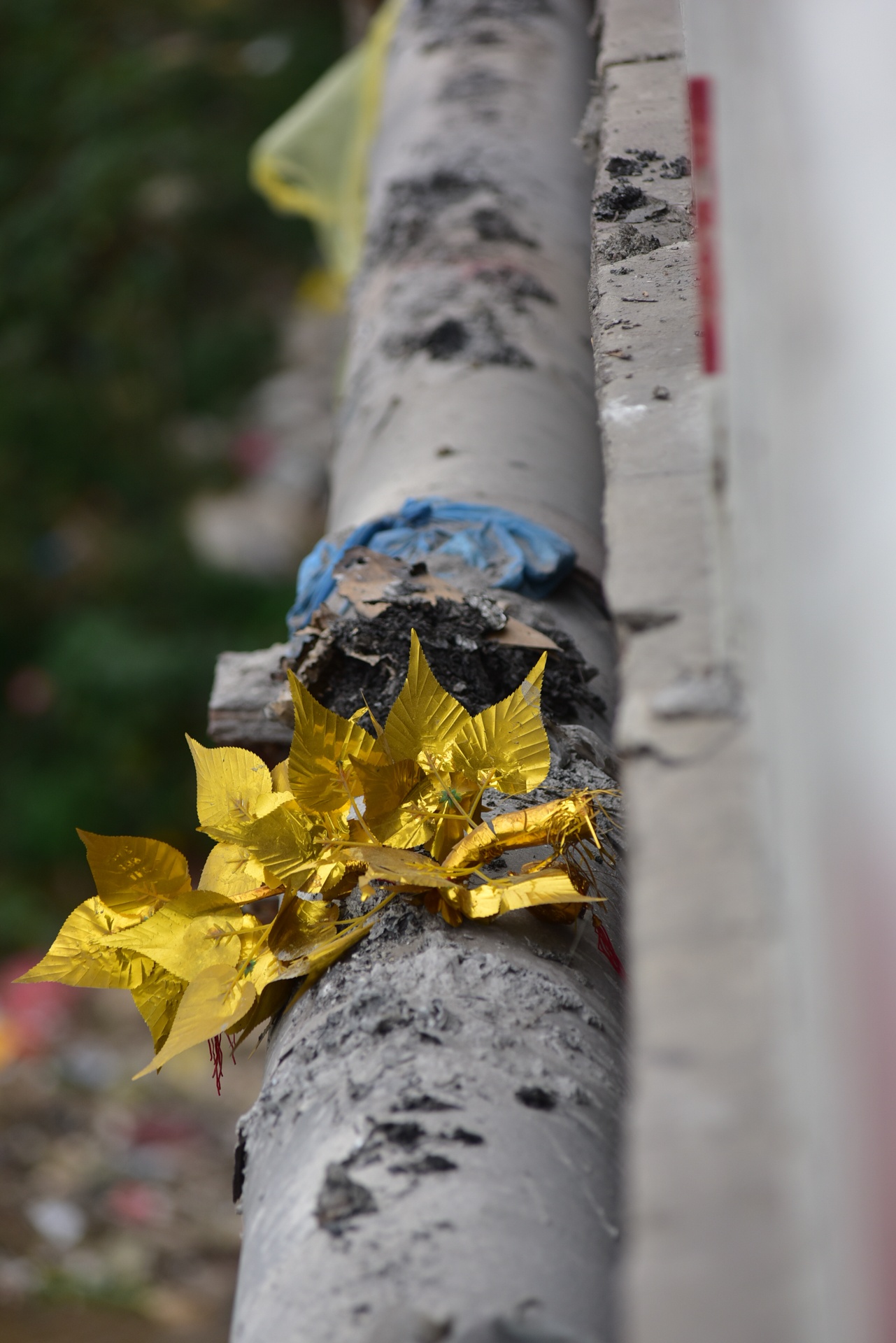 tha ca chep tien Tao quan chau troi anh 14