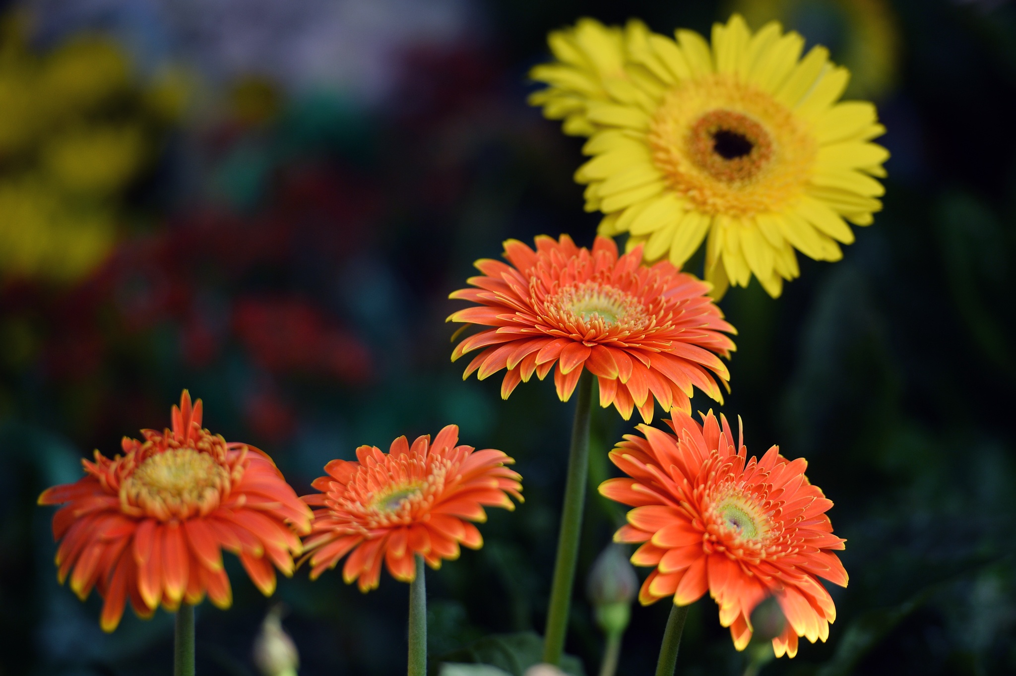 cho hoa cay canh Hoang Hoa Tham giap Tet anh 9