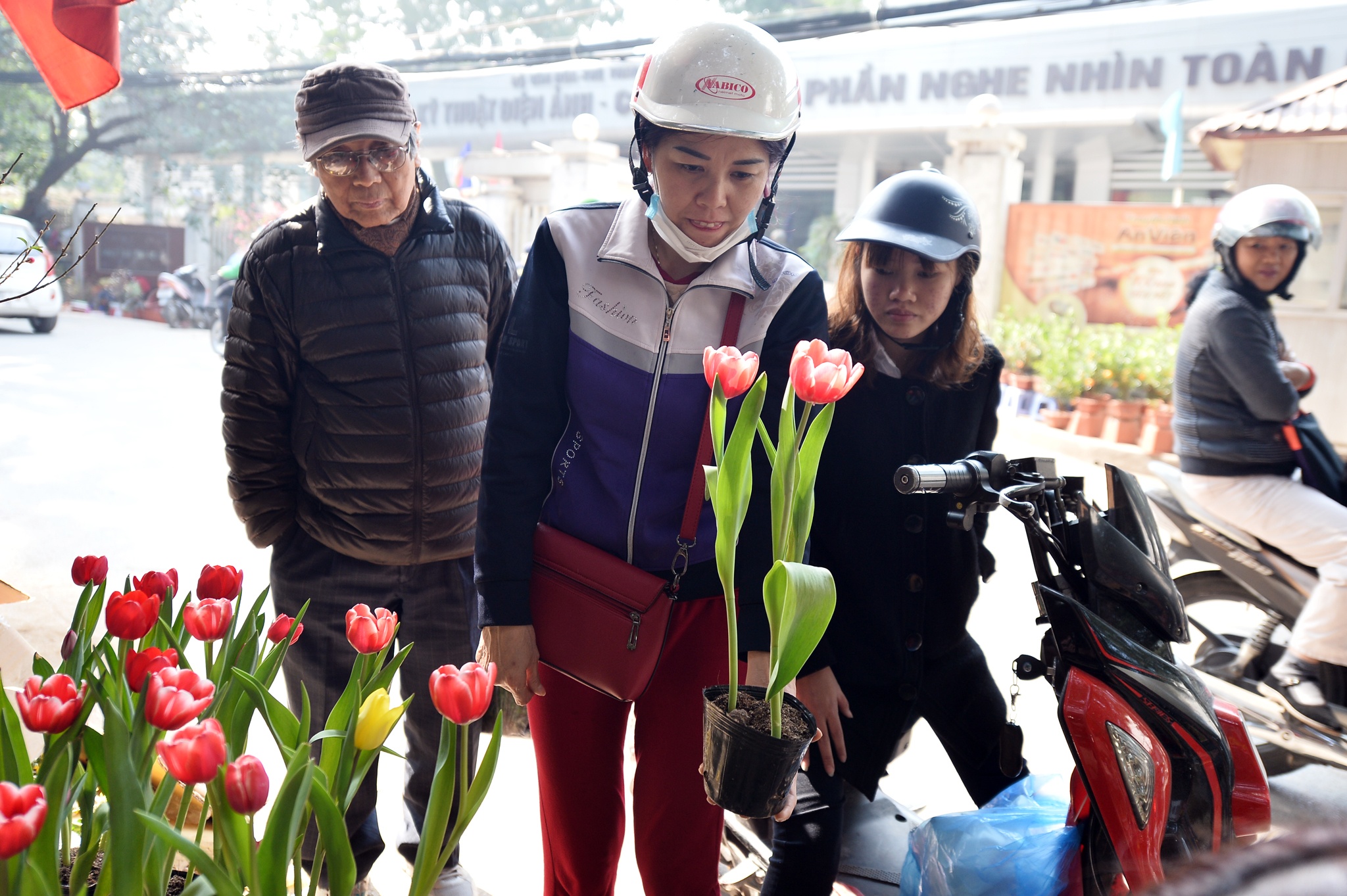 Ot Nhat, tulip Ha Lan o cho hoa, cay canh lon nhat Ha Noi hinh anh