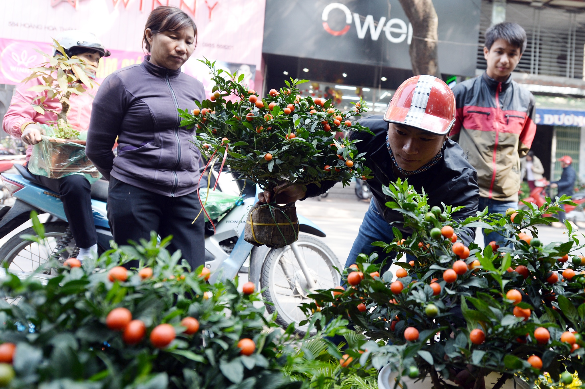 cho hoa cay canh Hoang Hoa Tham giap Tet anh 17