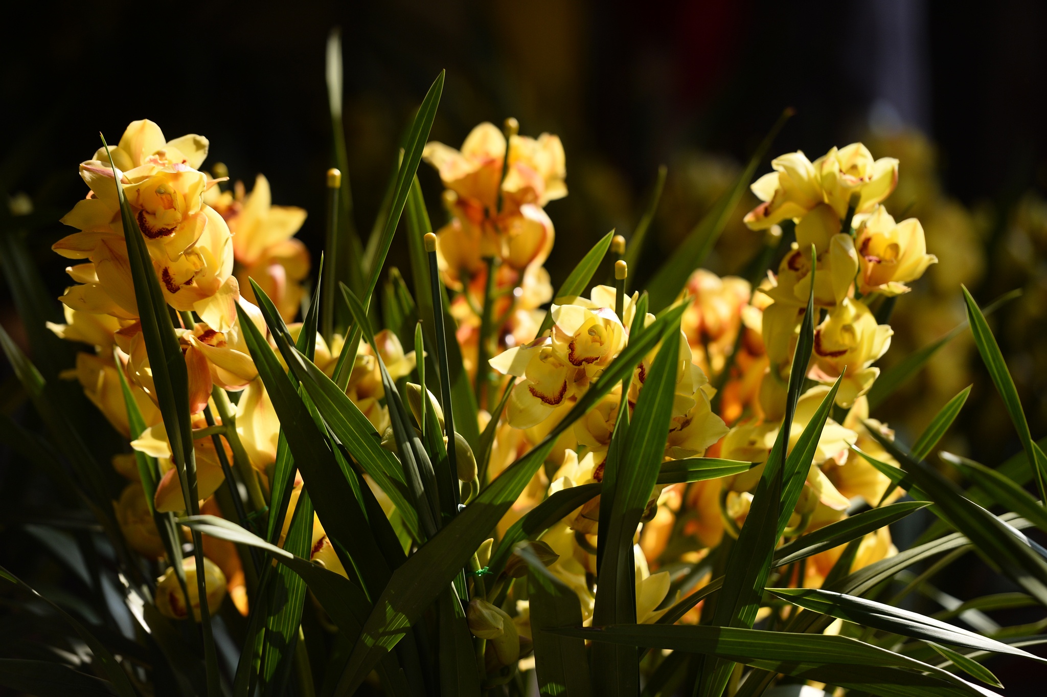 cho hoa cay canh Hoang Hoa Tham giap Tet anh 18