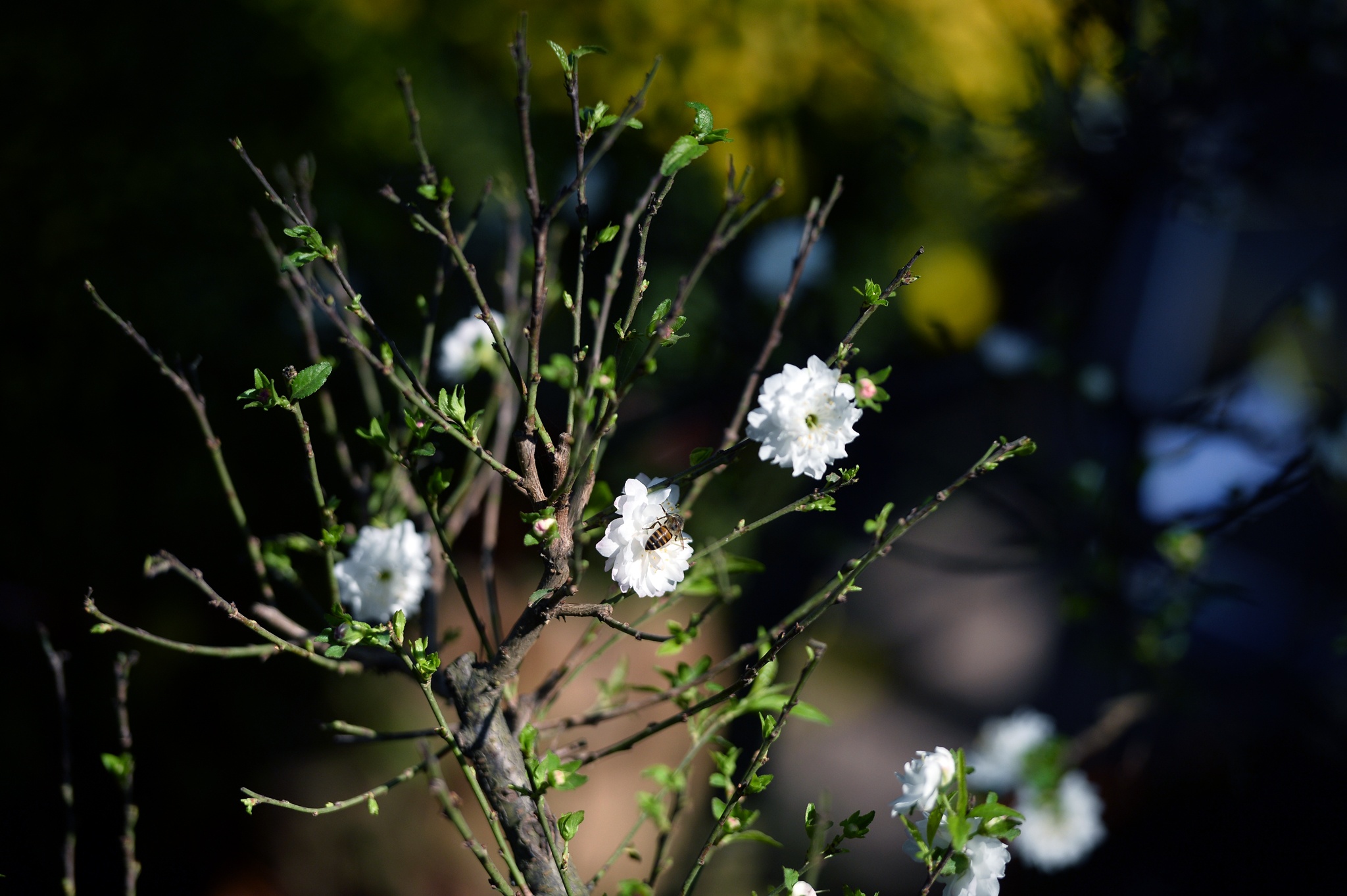 cho hoa cay canh Hoang Hoa Tham giap Tet anh 19