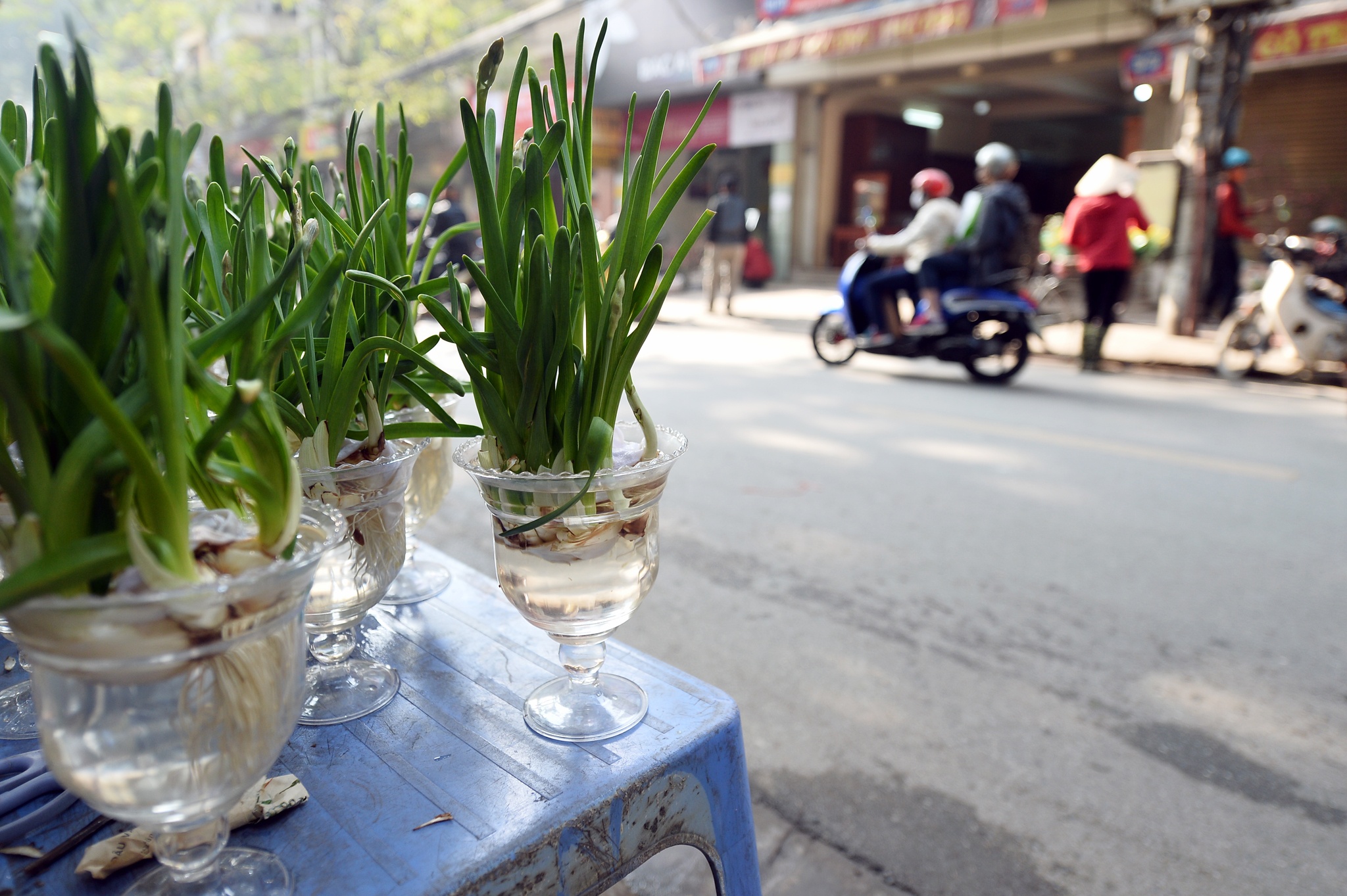 cho hoa cay canh Hoang Hoa Tham giap Tet anh 20