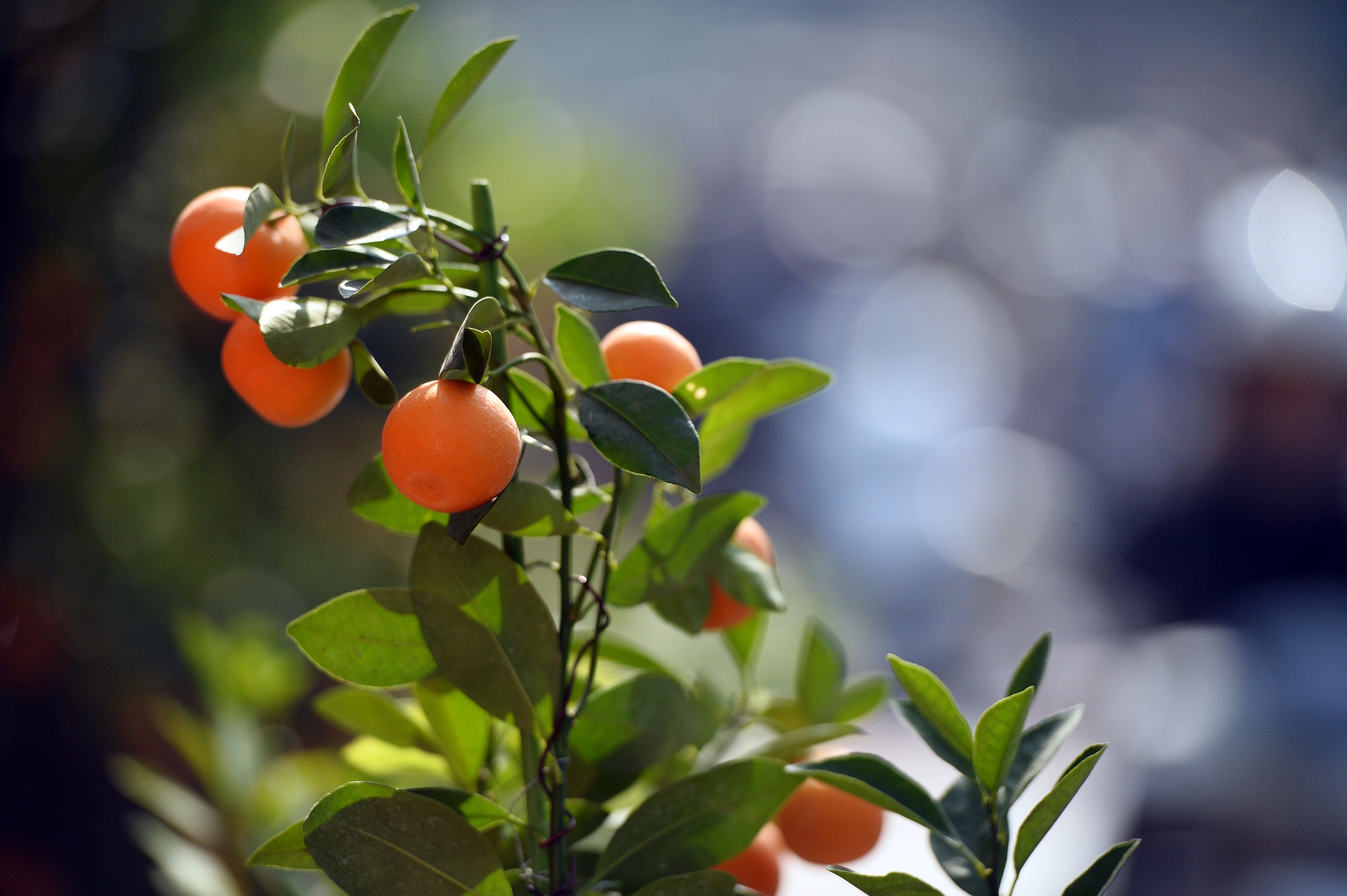 cho hoa cay canh Hoang Hoa Tham giap Tet anh 13