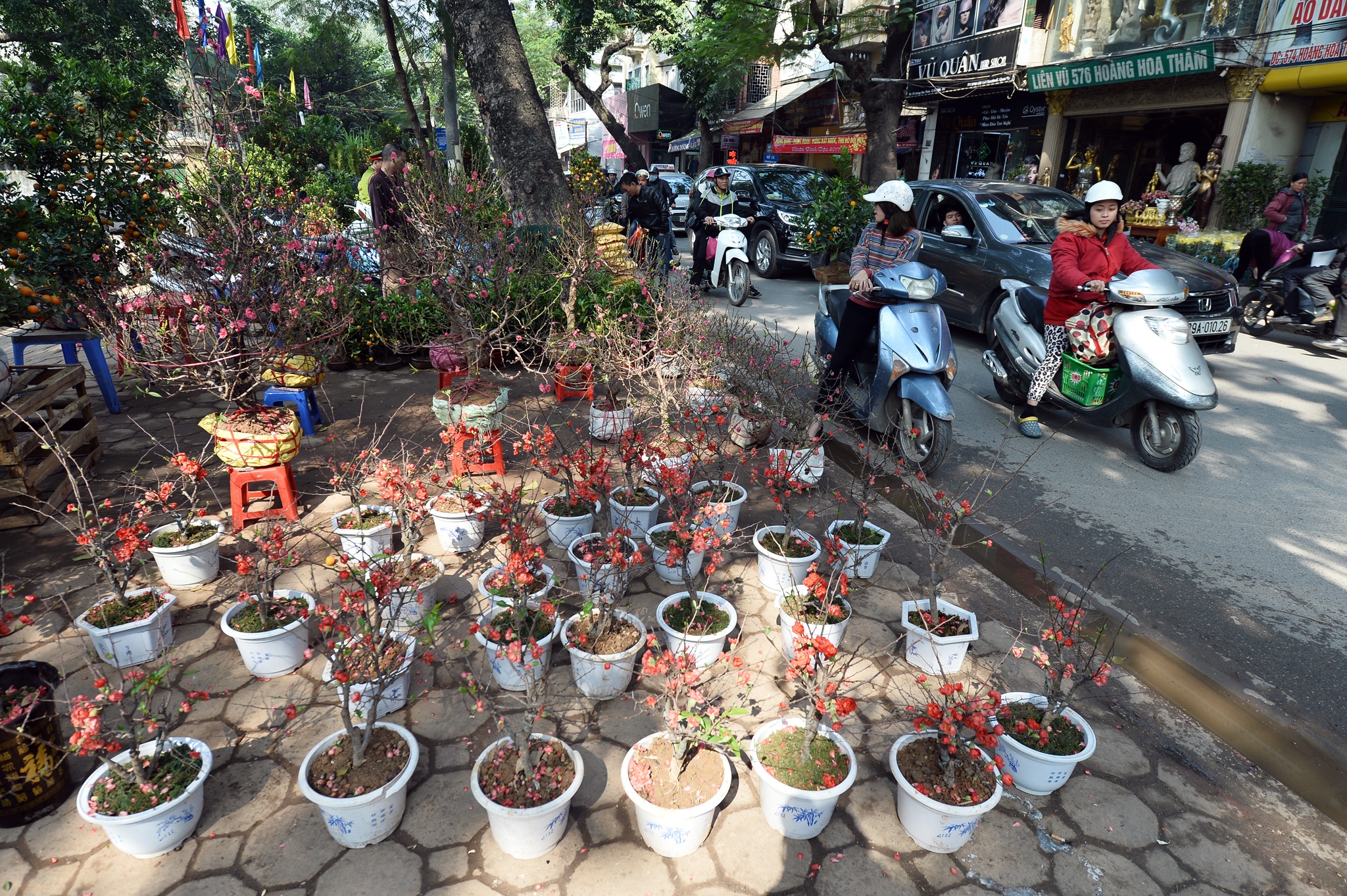 cho hoa cay canh Hoang Hoa Tham giap Tet anh 5