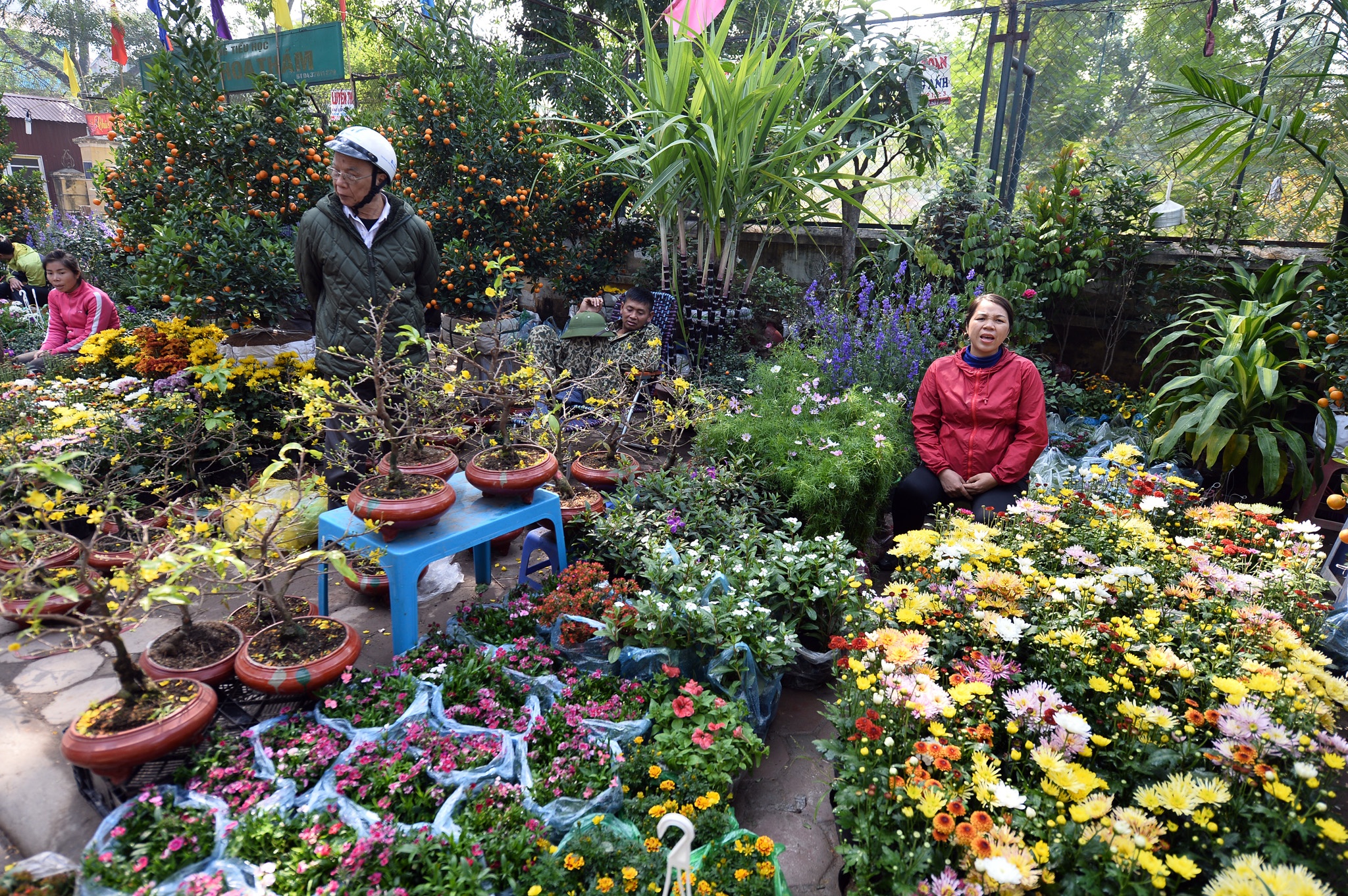 cho hoa cay canh Hoang Hoa Tham giap Tet anh 8