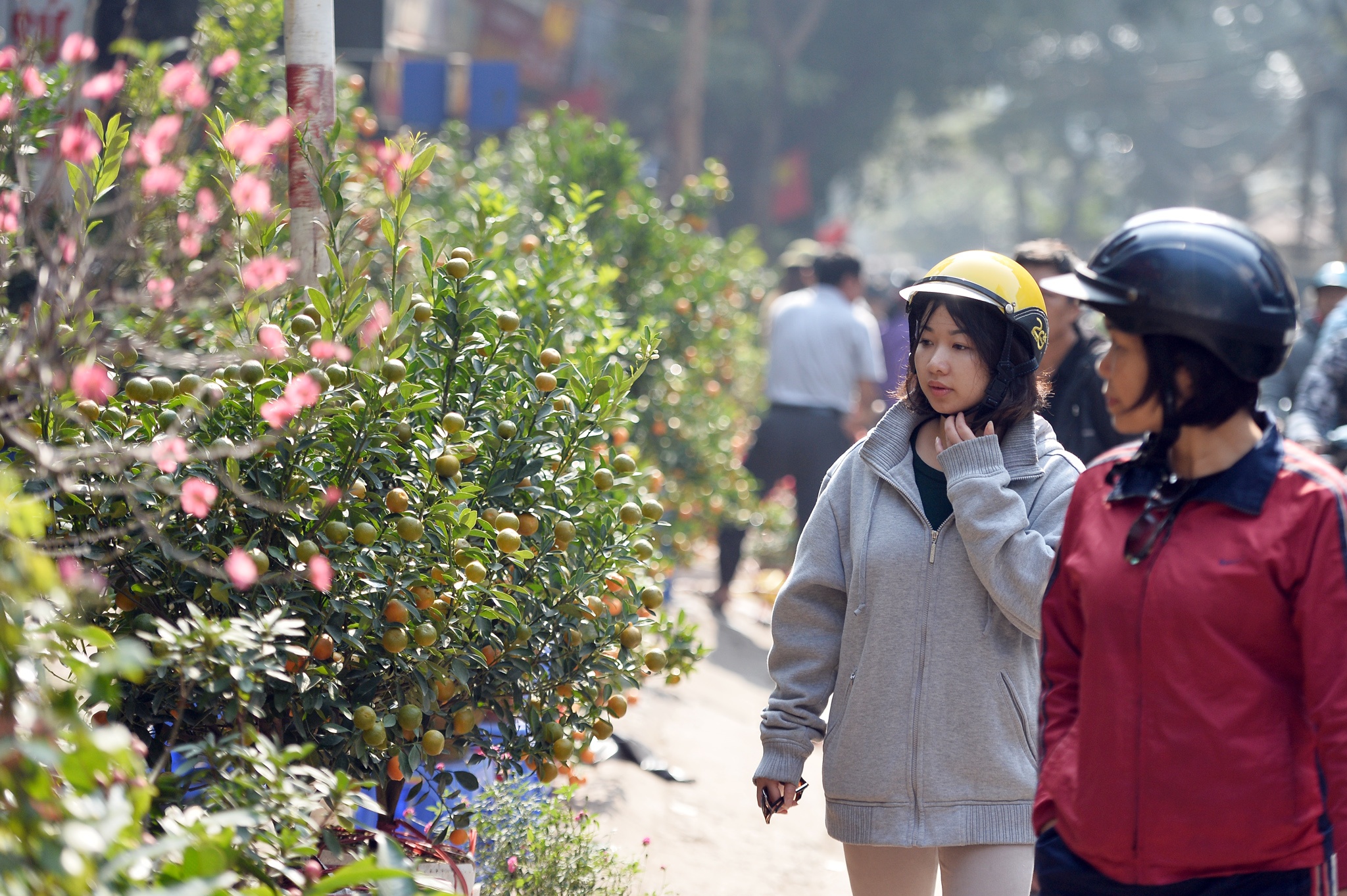 cho hoa cay canh Hoang Hoa Tham giap Tet anh 12