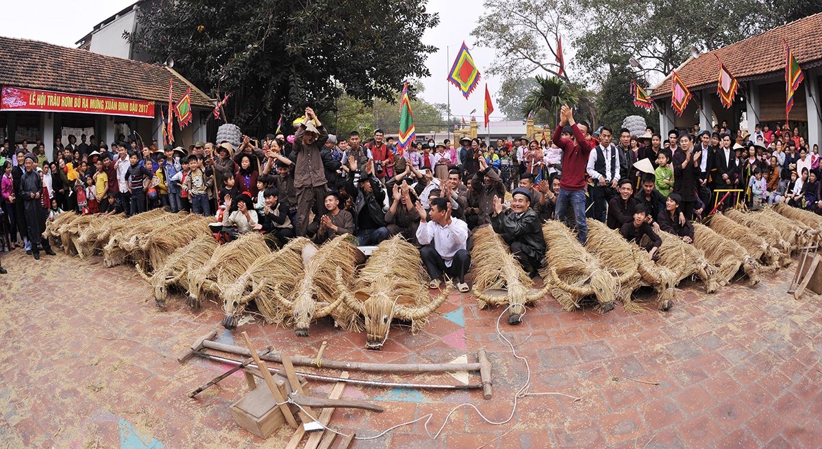 le hoi trau bo rom ra anh 11