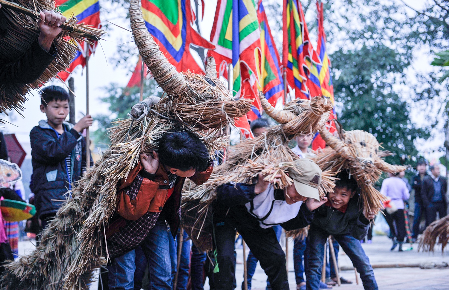 le hoi trau bo rom ra anh 6