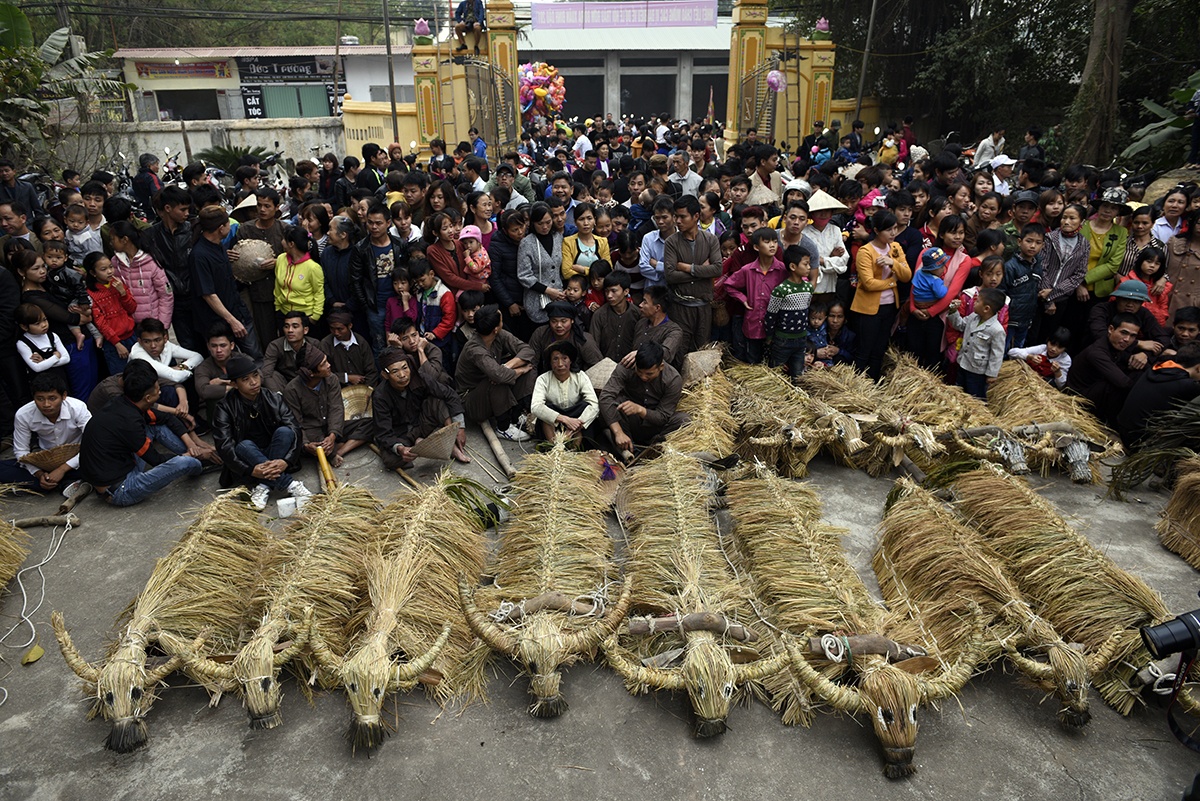 le hoi trau bo rom ra anh 4