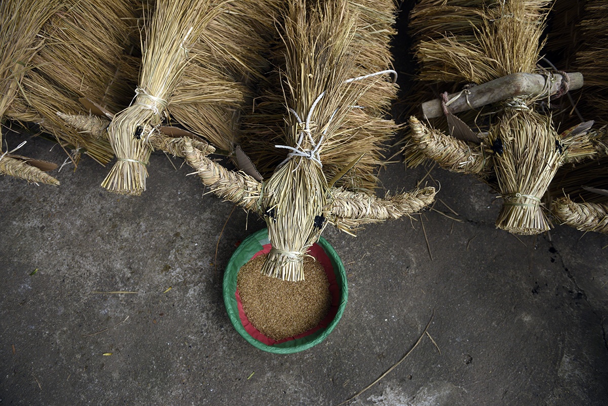 le hoi trau bo rom ra anh 5