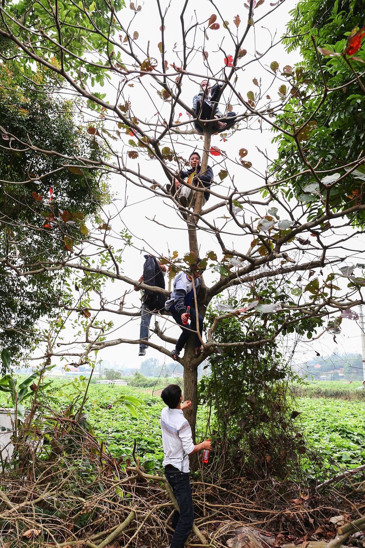 hoi vat lang Ha anh 3