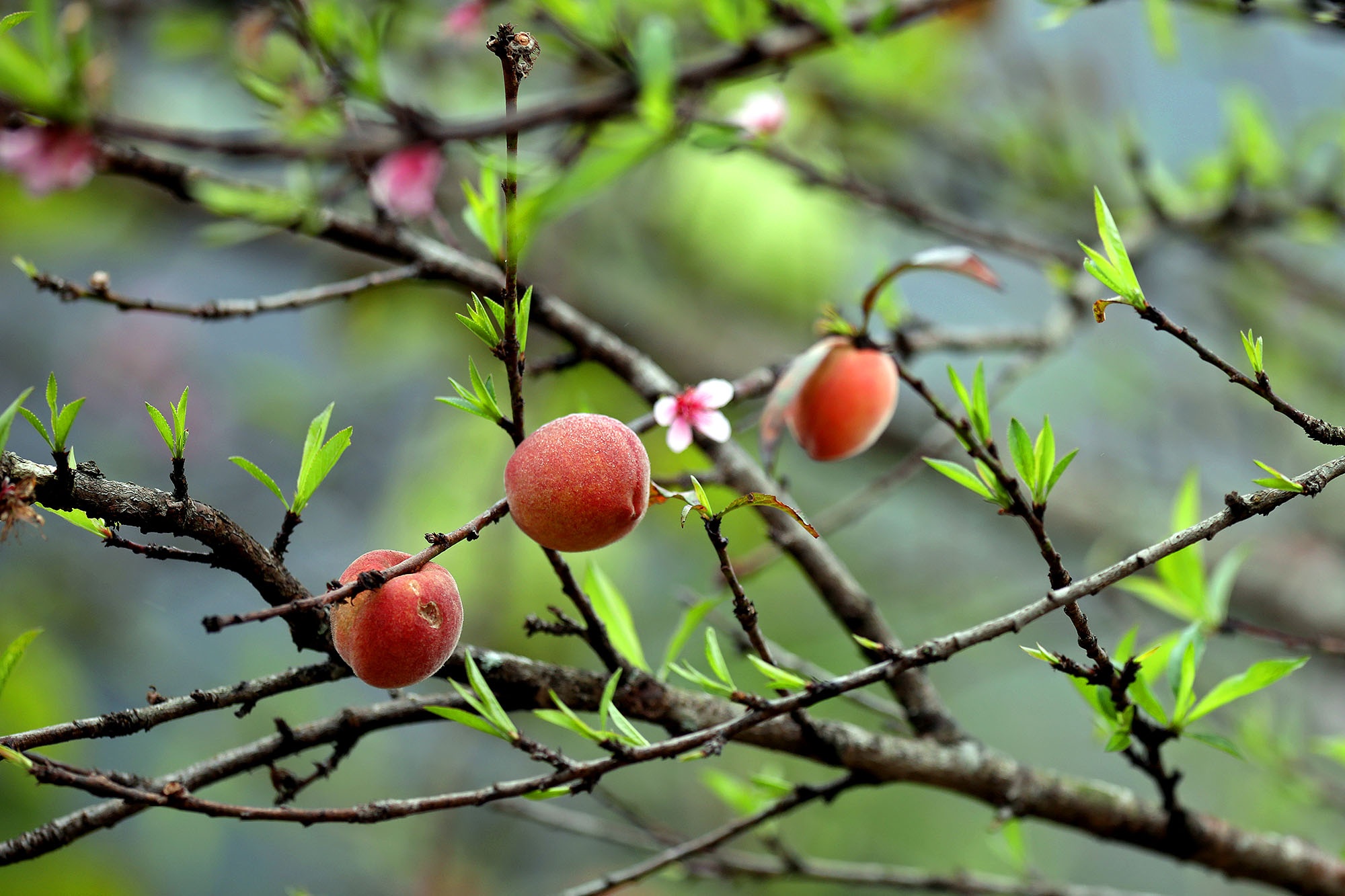 canh sac hoa man dao Moc Chau anh 8