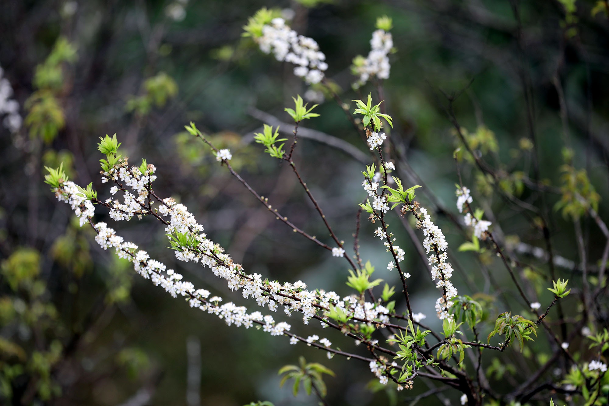 canh sac hoa man dao Moc Chau anh 10