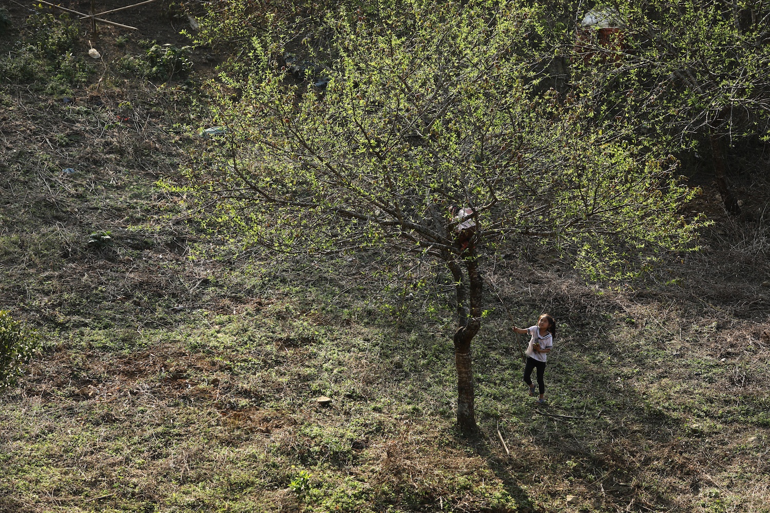 canh sac hoa man dao Moc Chau anh 9