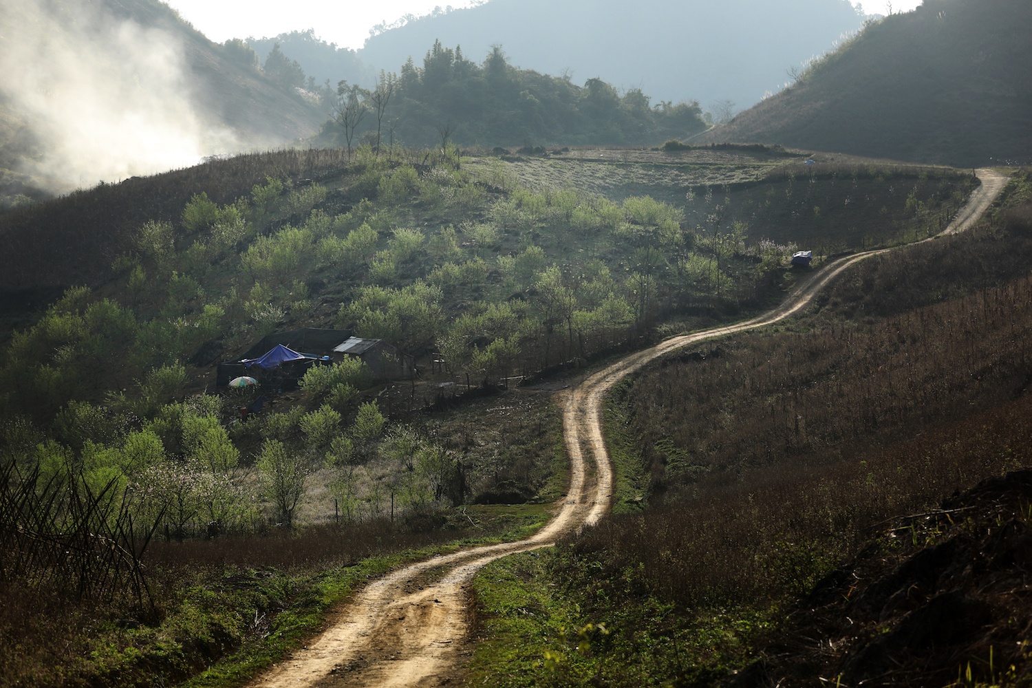 canh sac hoa man dao Moc Chau anh 1