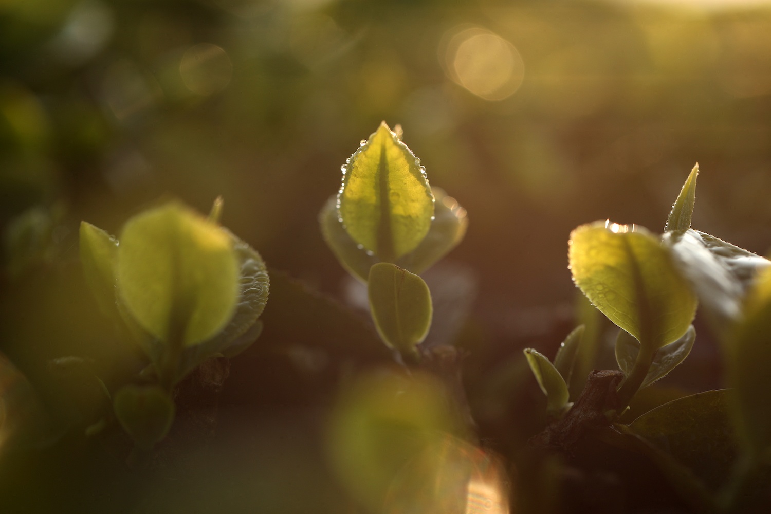 canh sac hoa man dao Moc Chau anh 4